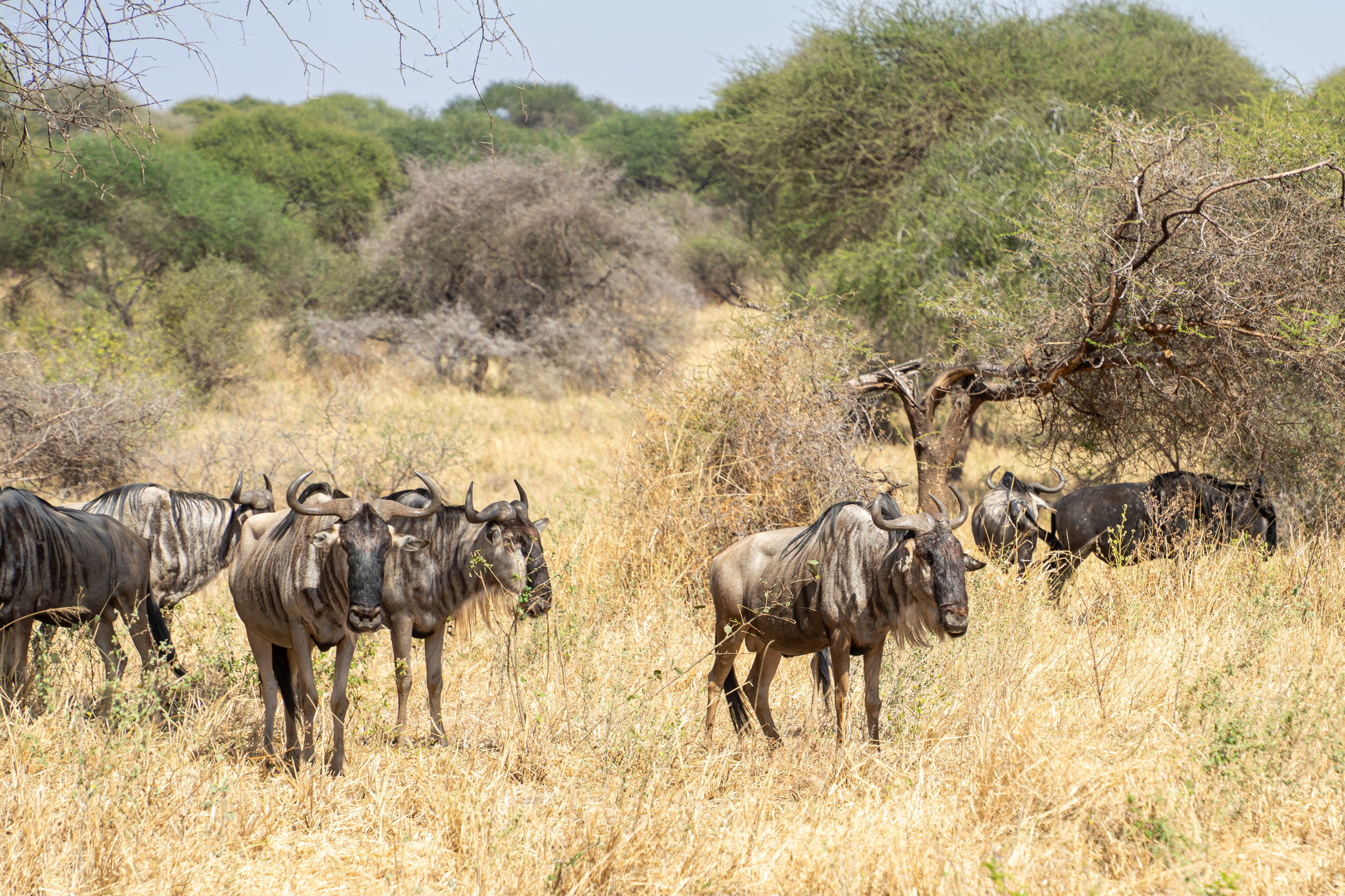Танзания, сафари, 2025. Творческие сьемки