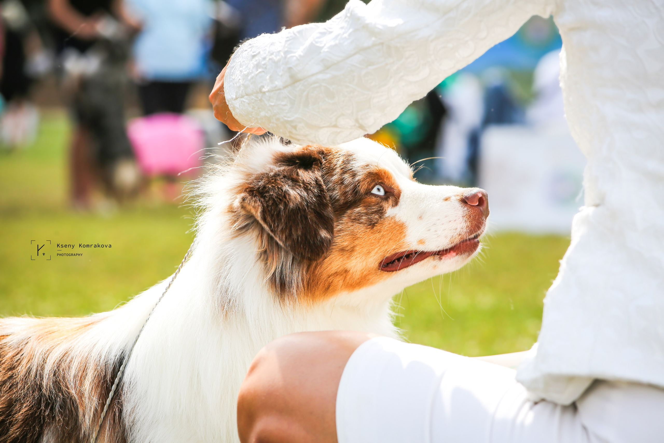 Анималистика. Репортаж. Индивидуальная съемка