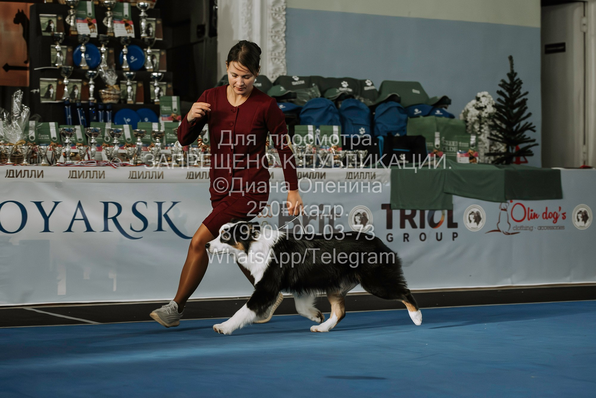 Выставка собак Красноярск 29.10.2023. Фотограф Диана Оленина Красноярск / Братск