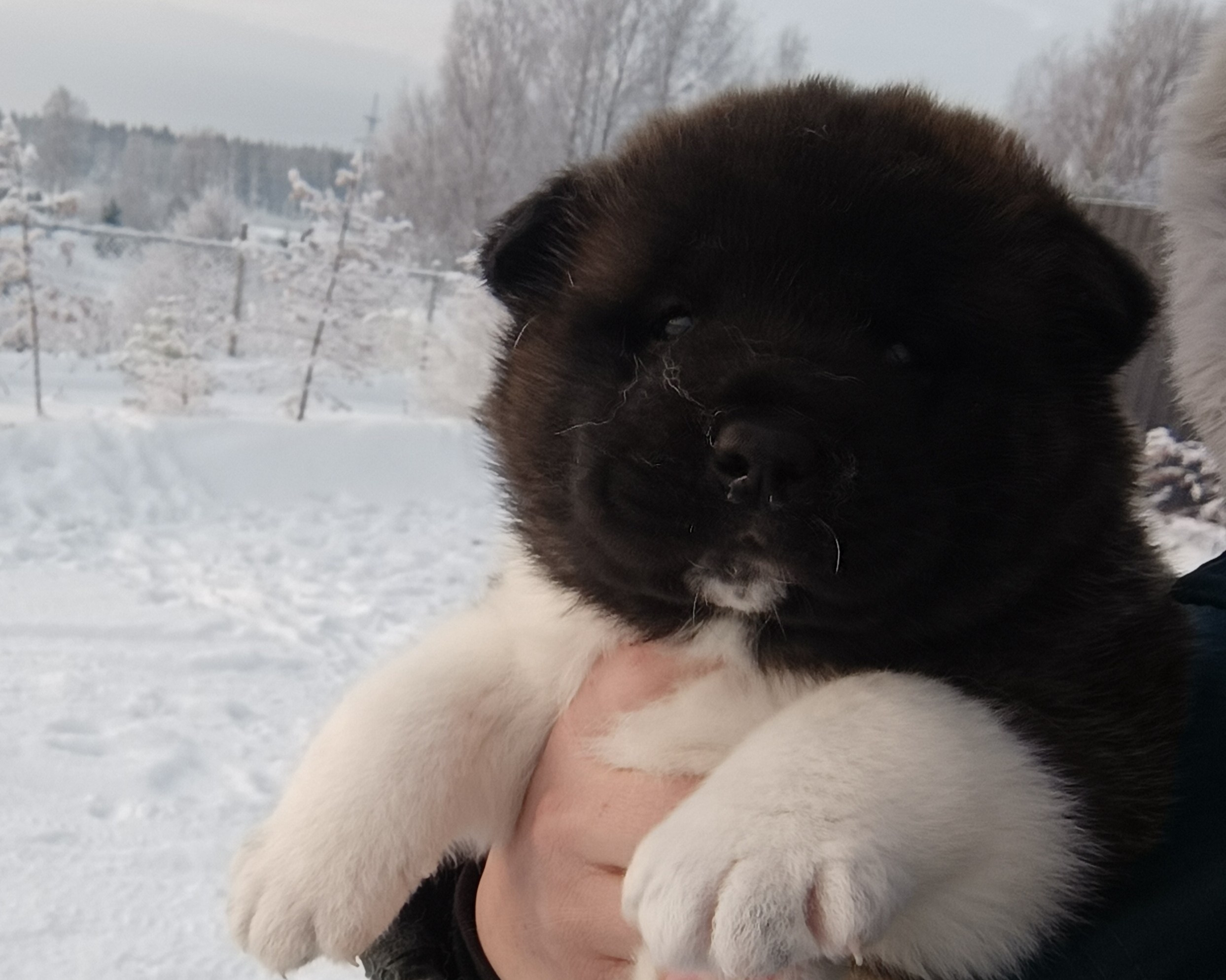 Американская акита  щенки питомник Санкт-Петербург клубные щенки Американская акита питомник RUBYLIGHT Рубилайт купить щенка американской акиты