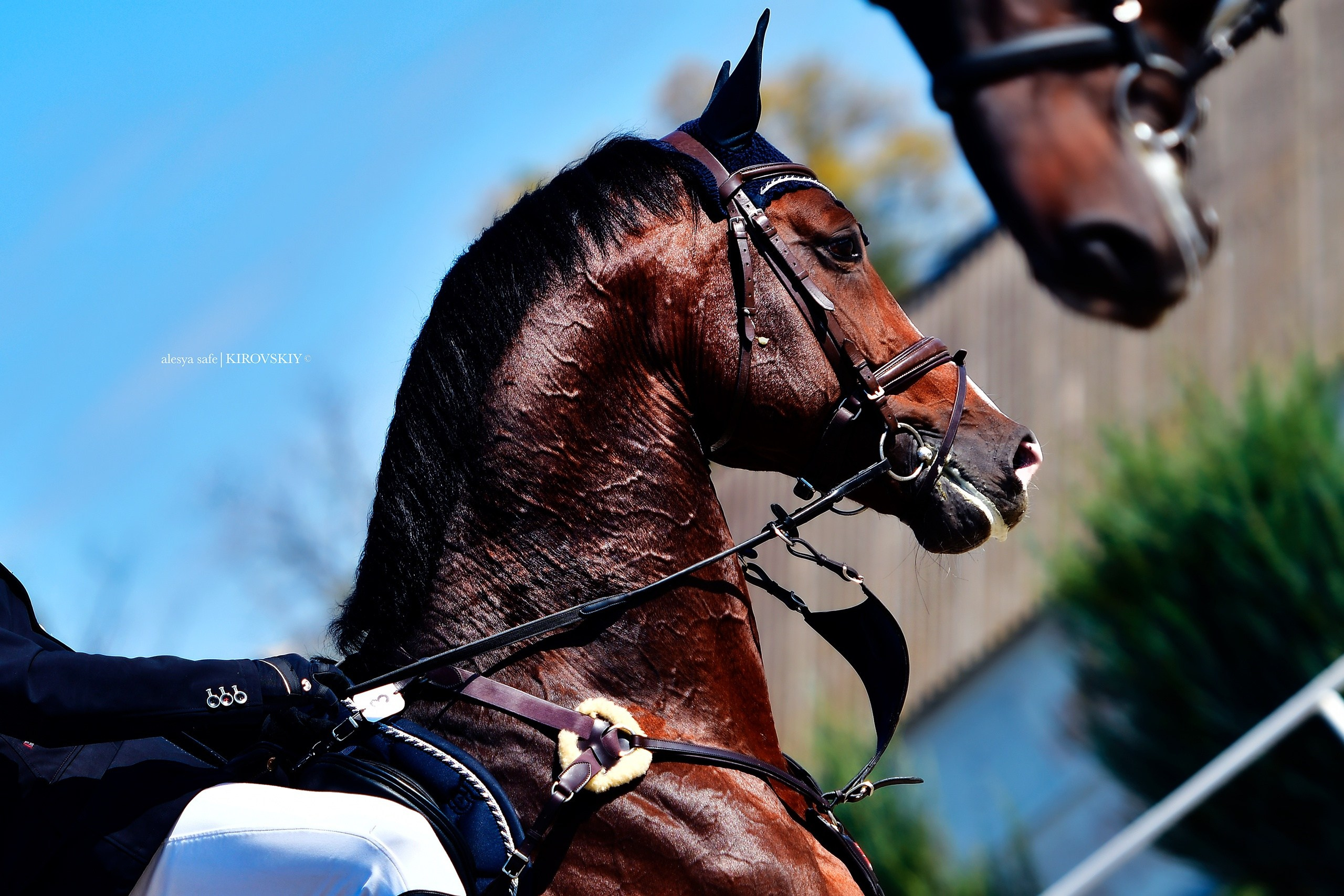Кировский конный завод. Конный фотограф Alesya Safe