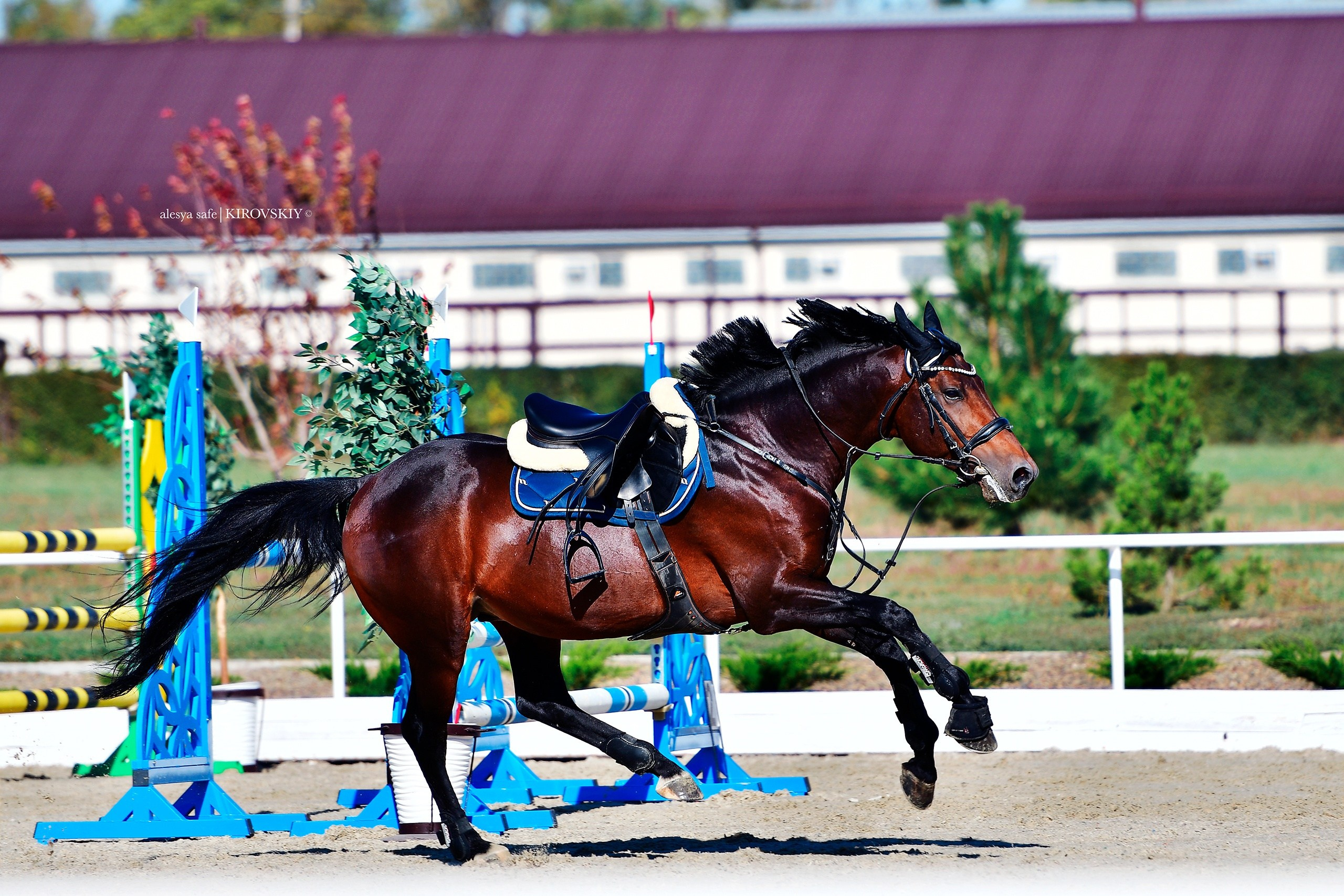 Кировский конный завод. Конный фотограф Alesya Safe