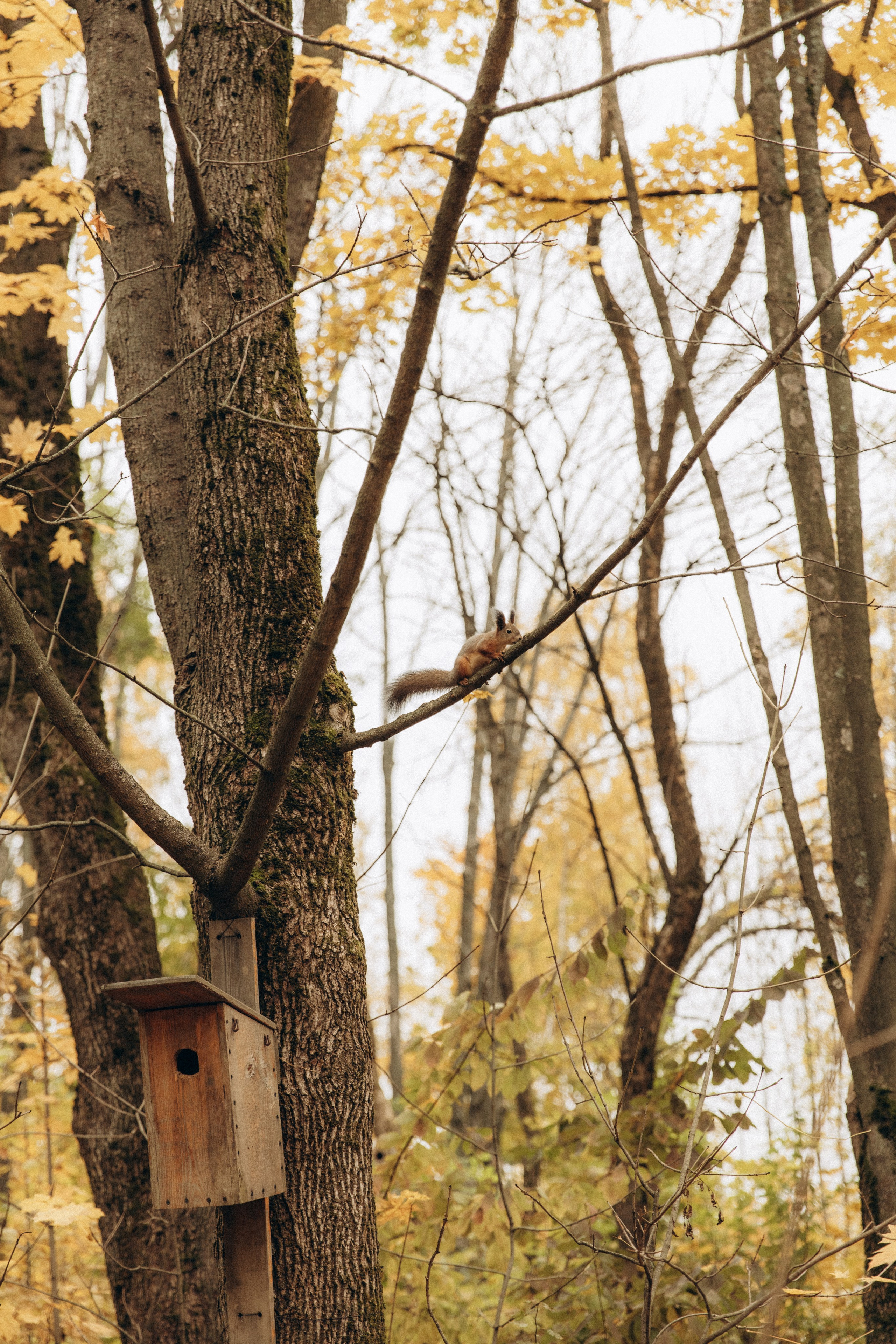 Аня, Ваня и Миша. Фотограф в Нижнем Новгороде Воробьева Анжела