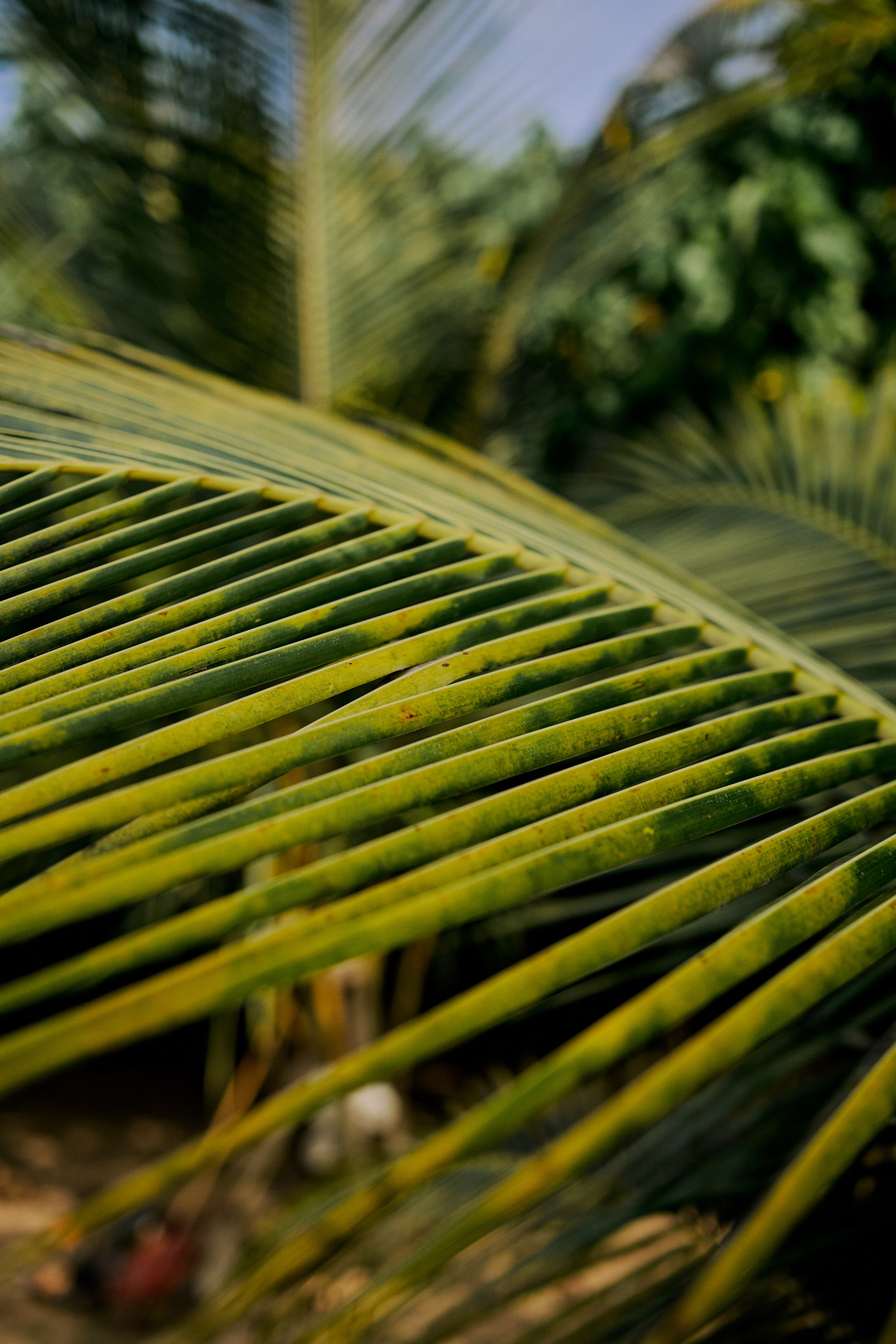 Шри-Ланка. Хороший репортажный и промышленный фотограф в Казани Алексей Щелконогов