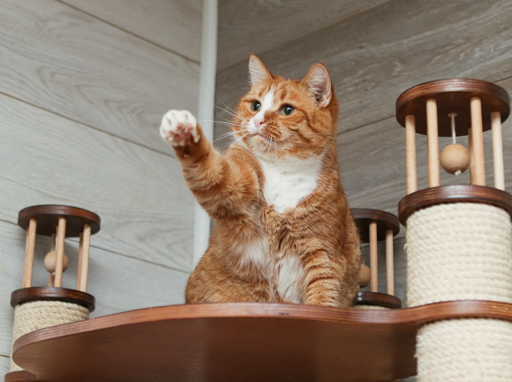 Кошки. Фотограф-анималист Полина Колкова | Москва