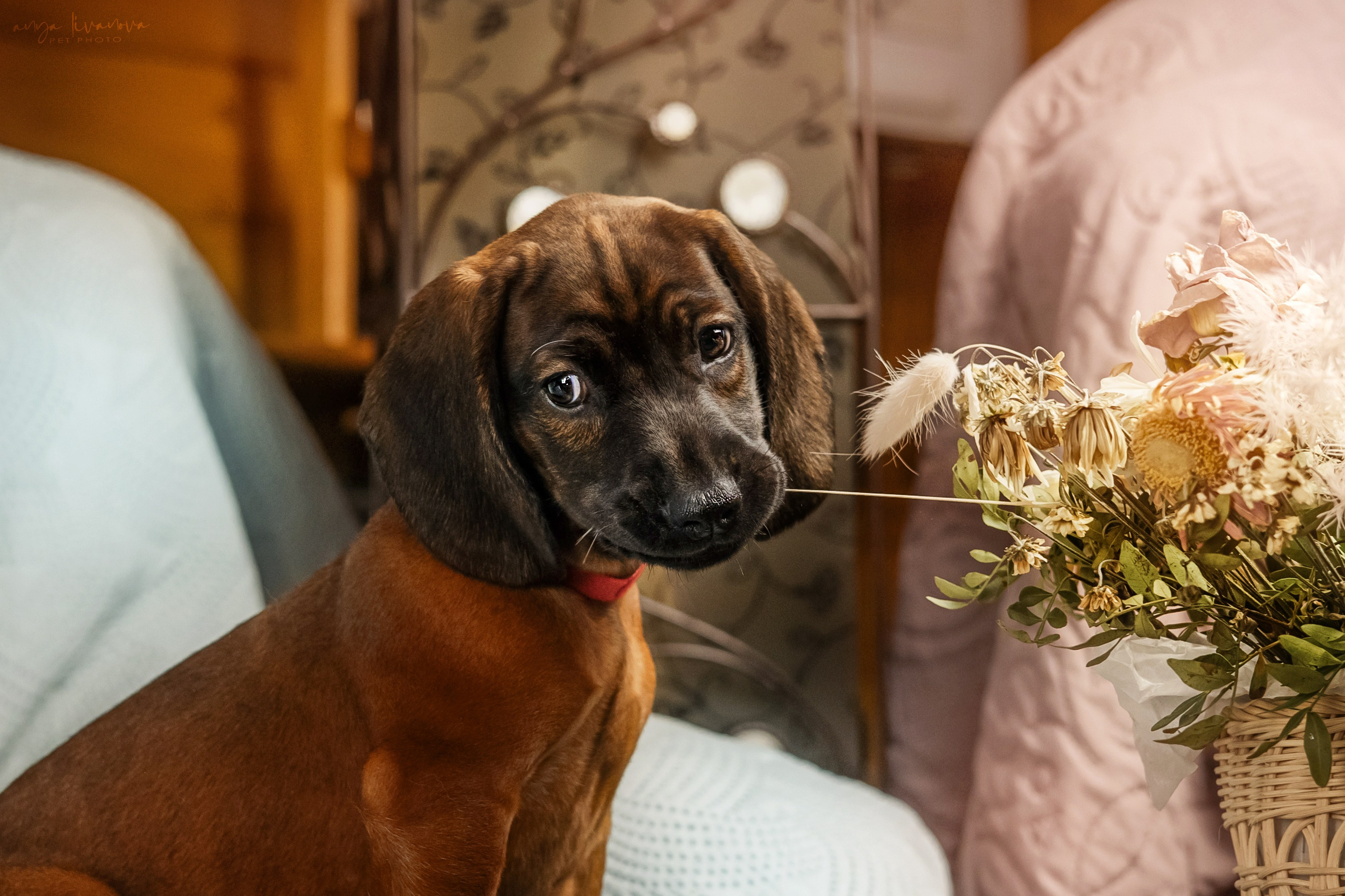 Баварцы. Фотограф анималист Аня Ливанова | Рыбинск