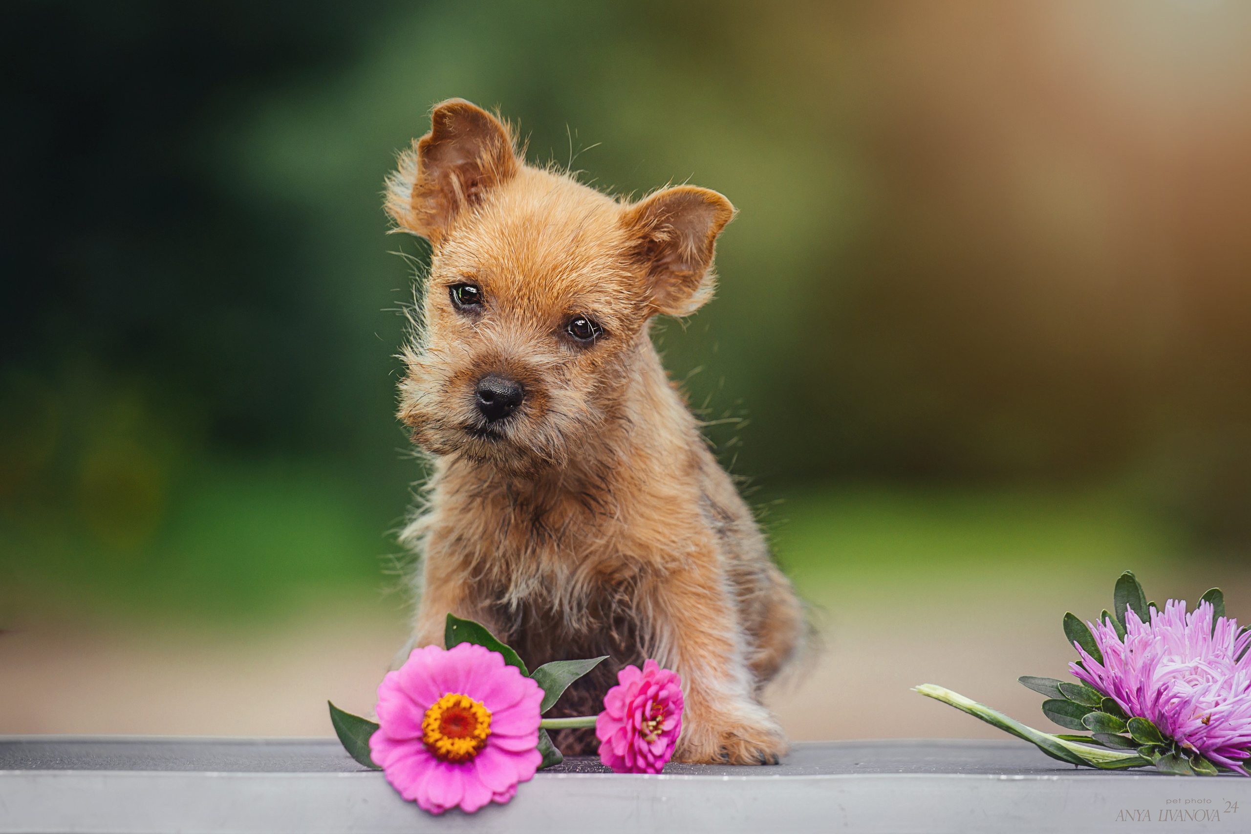 Норвичи. Фотограф анималист Аня Ливанова | Рыбинск