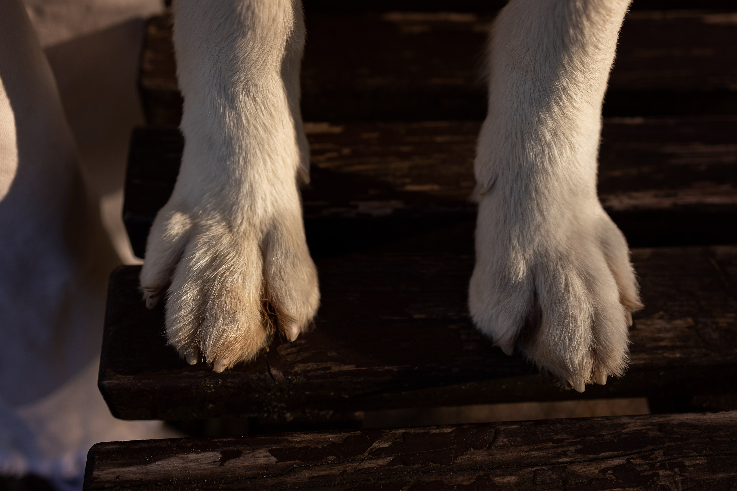 Алина и Райден. Фотограф — Анималист Наталья Тямушева