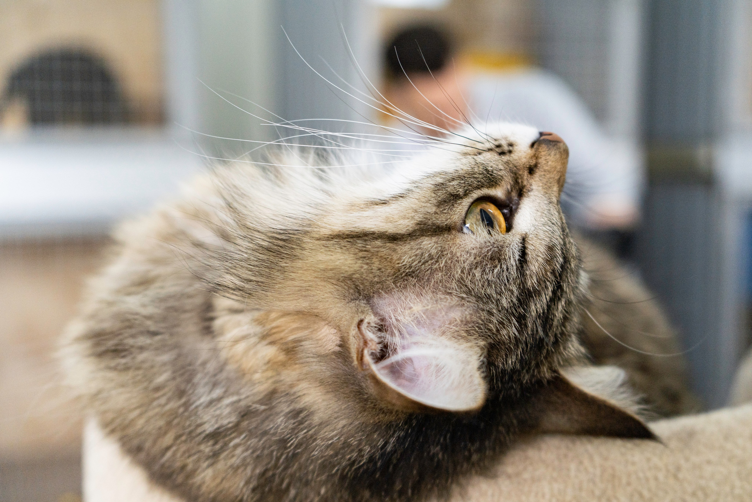 Бездомыши. Фотограф Екатерина Зорина