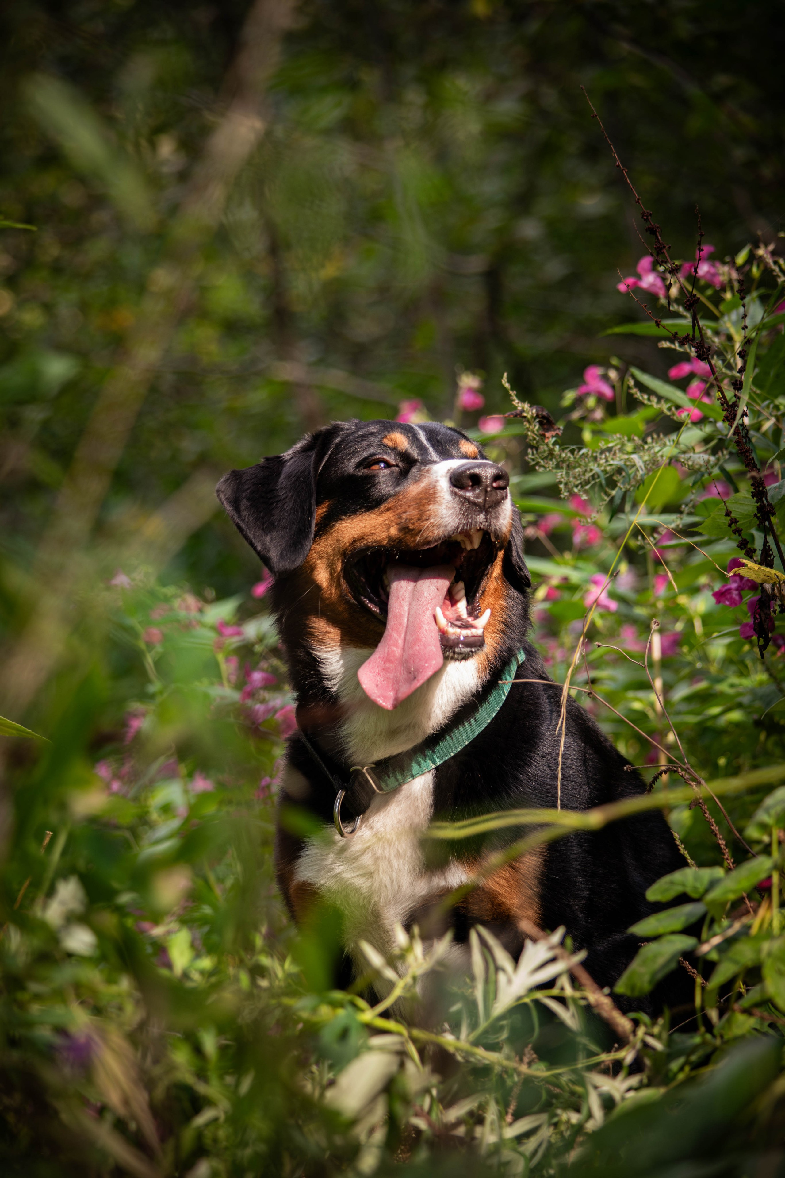 Микки и Юля. Фотограф Светлана Блинова, Москва и Московская область