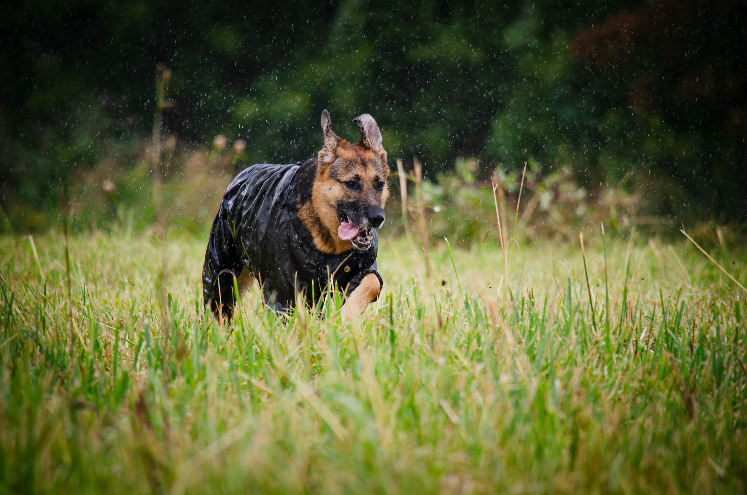 Арья и Оззи. Фотограф Светлана Блинова, Москва и Московская область