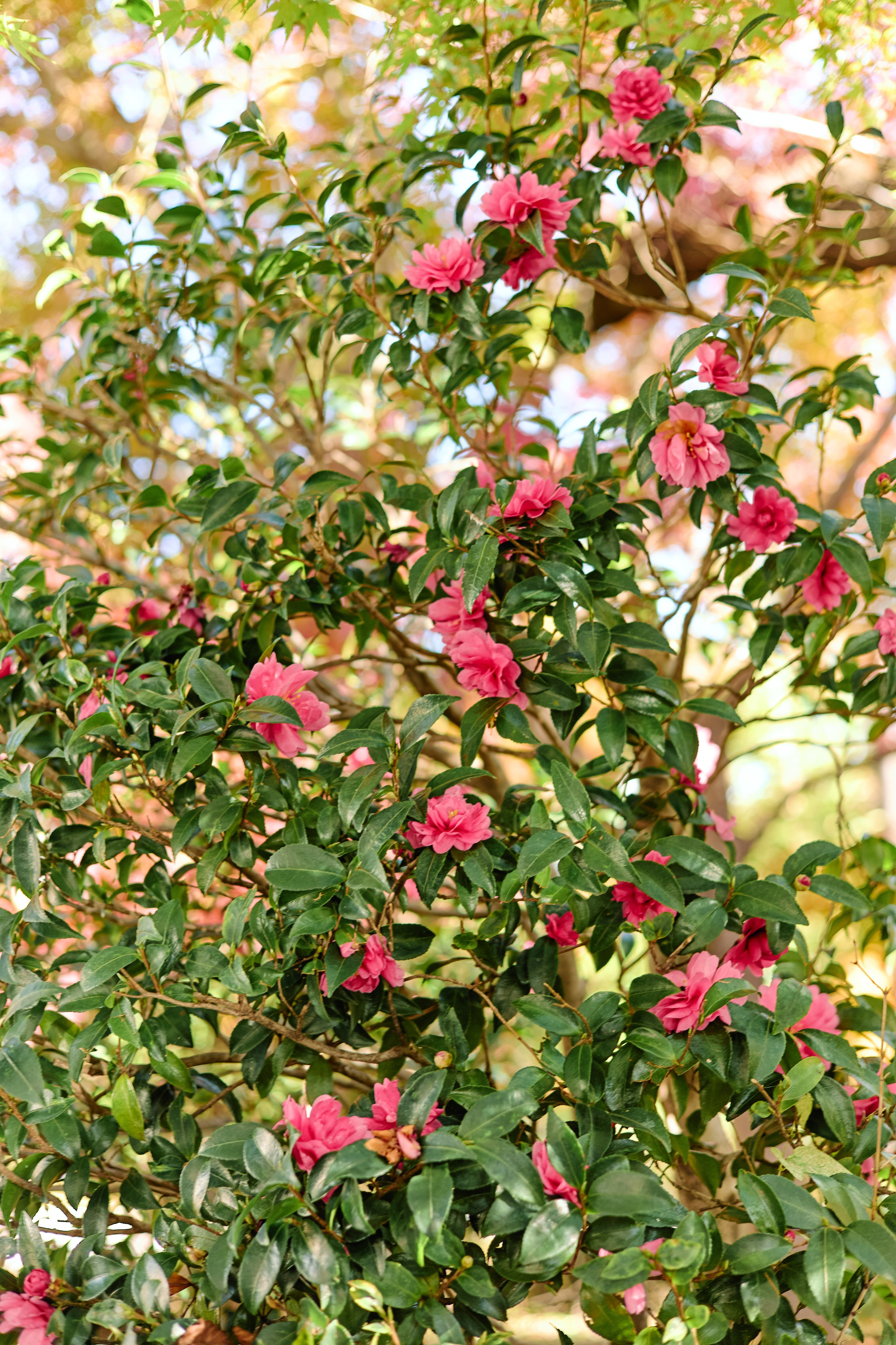 Япония. Профессиональный Фотограф во Владимире, в Москве и в Суздале — Полина Романычева