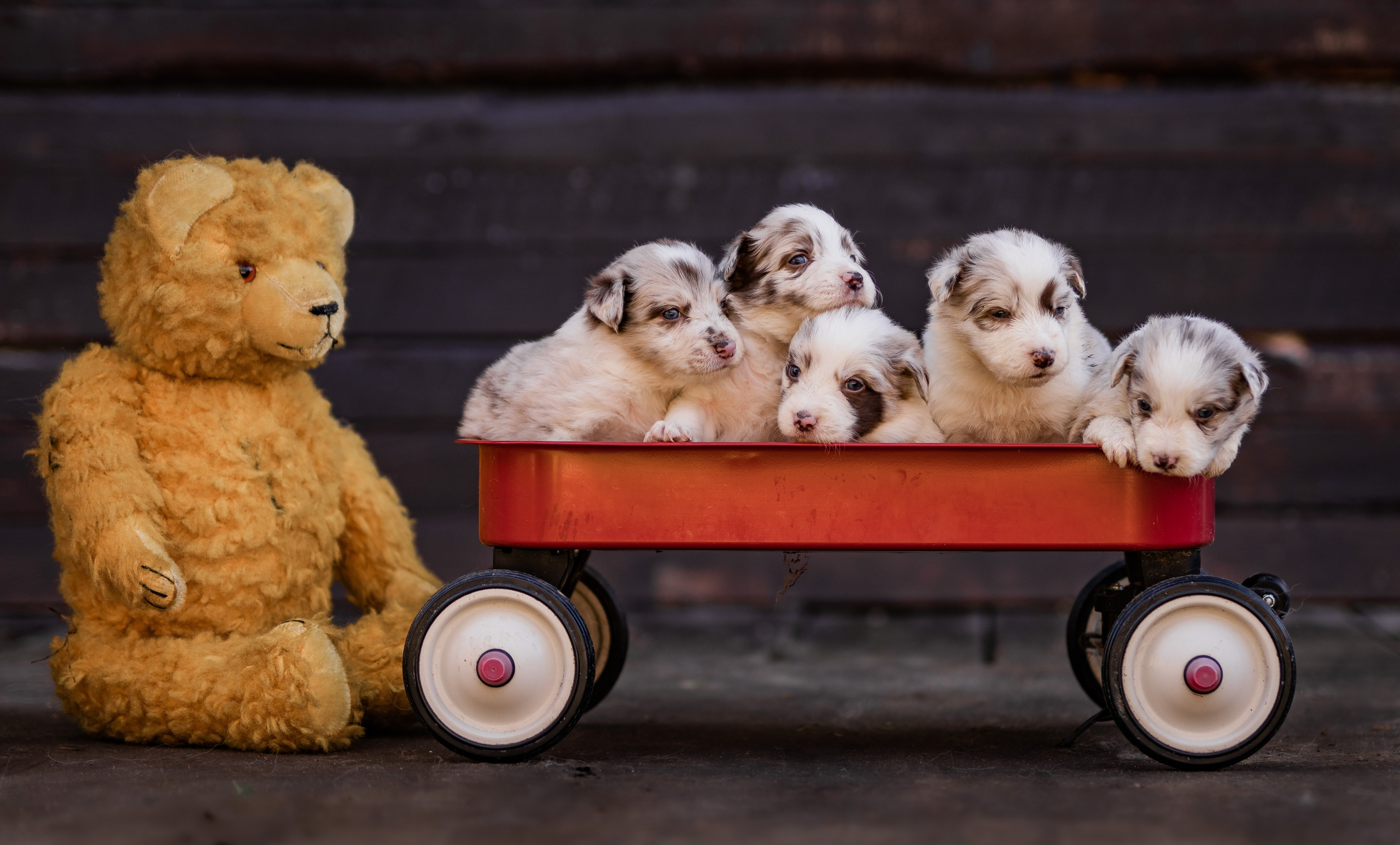 Фритсвит. Семейный фотограф Ефремова Виктория