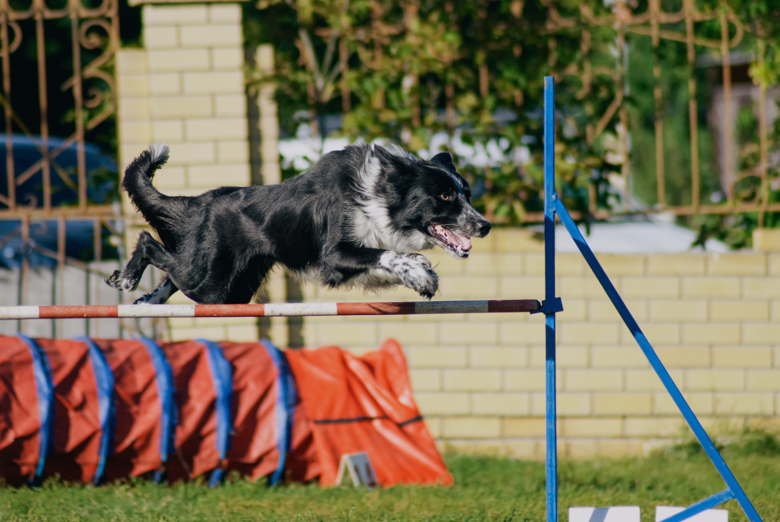 Аджилити. Фотограф в Тюмени Лизавета Сапицкая