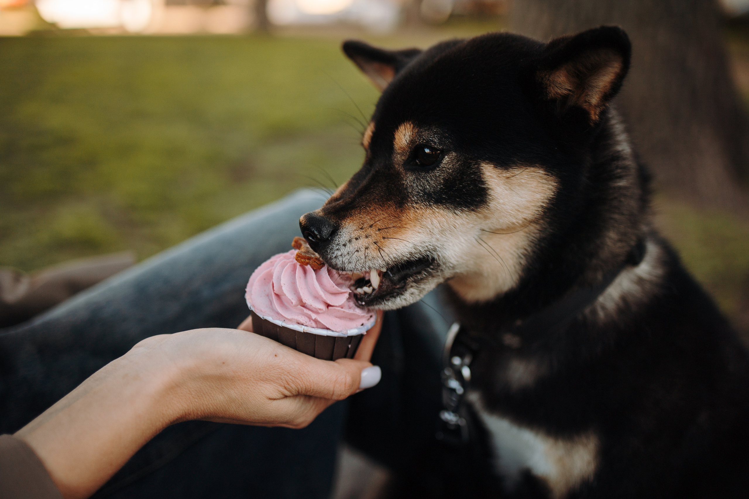 Даша и ее девочки. Фотограф — Анималист | Санкт-Петербург