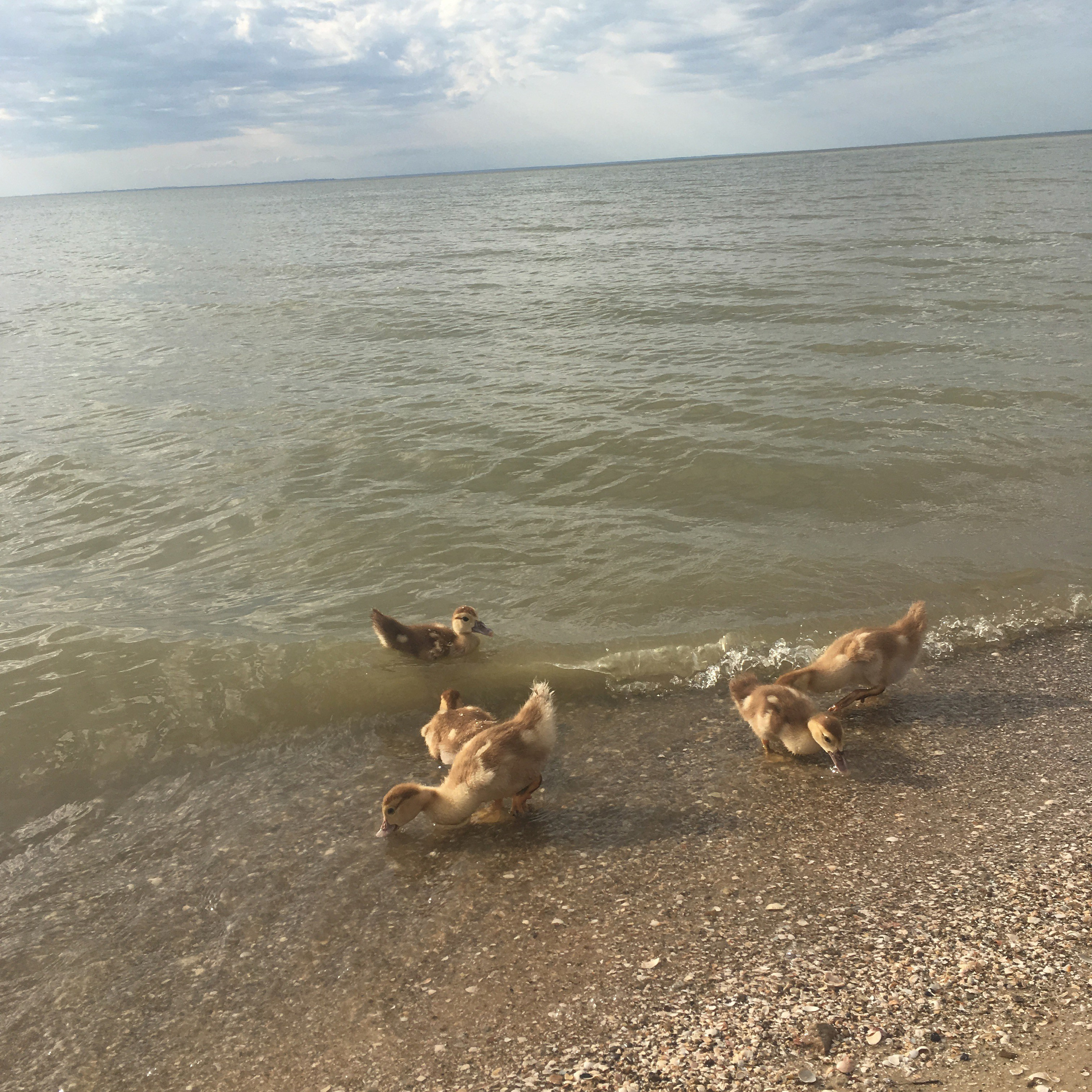 Азов -19. Своя Мастерская