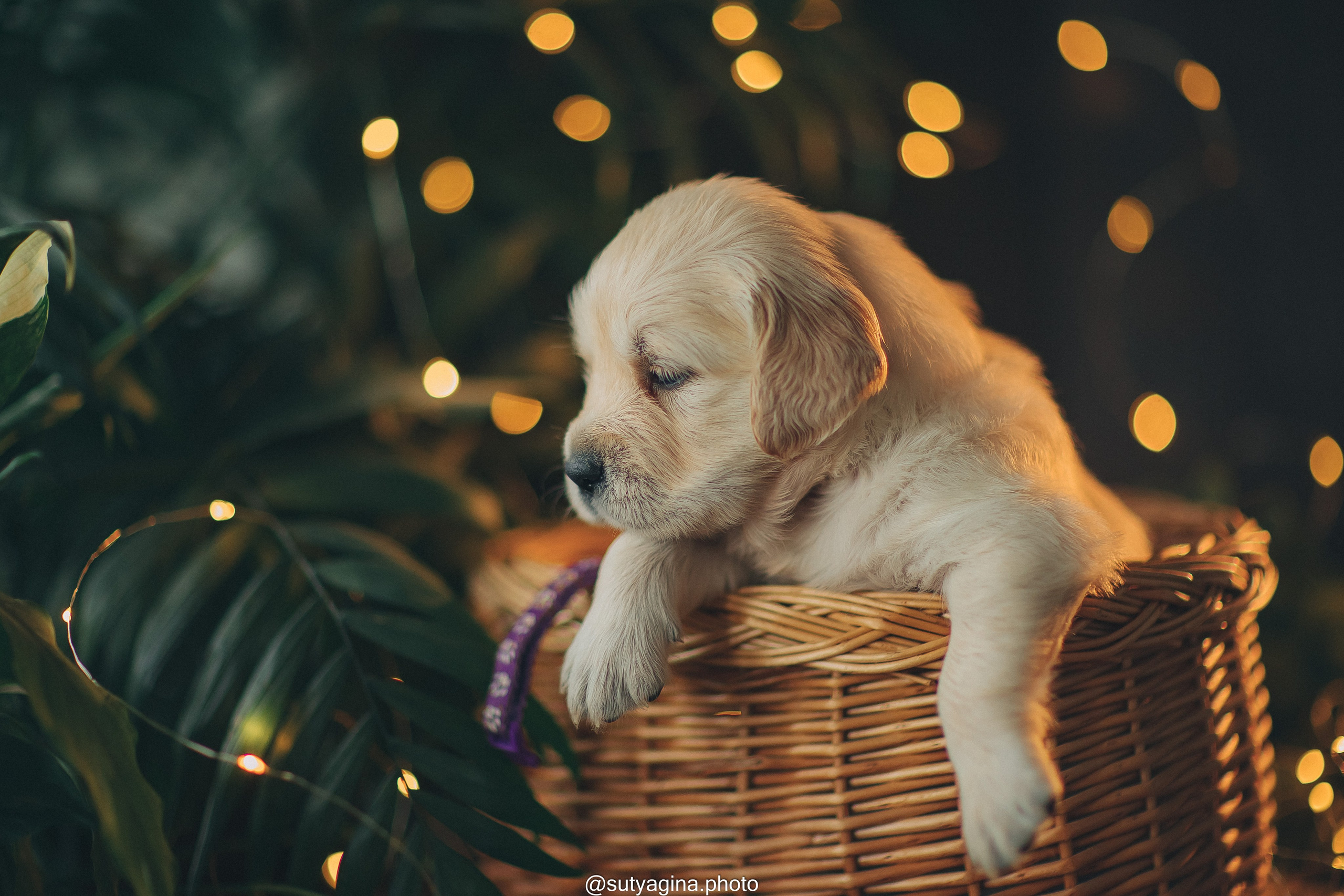 Фиолетовая лента. Свадебный и женский фотограф