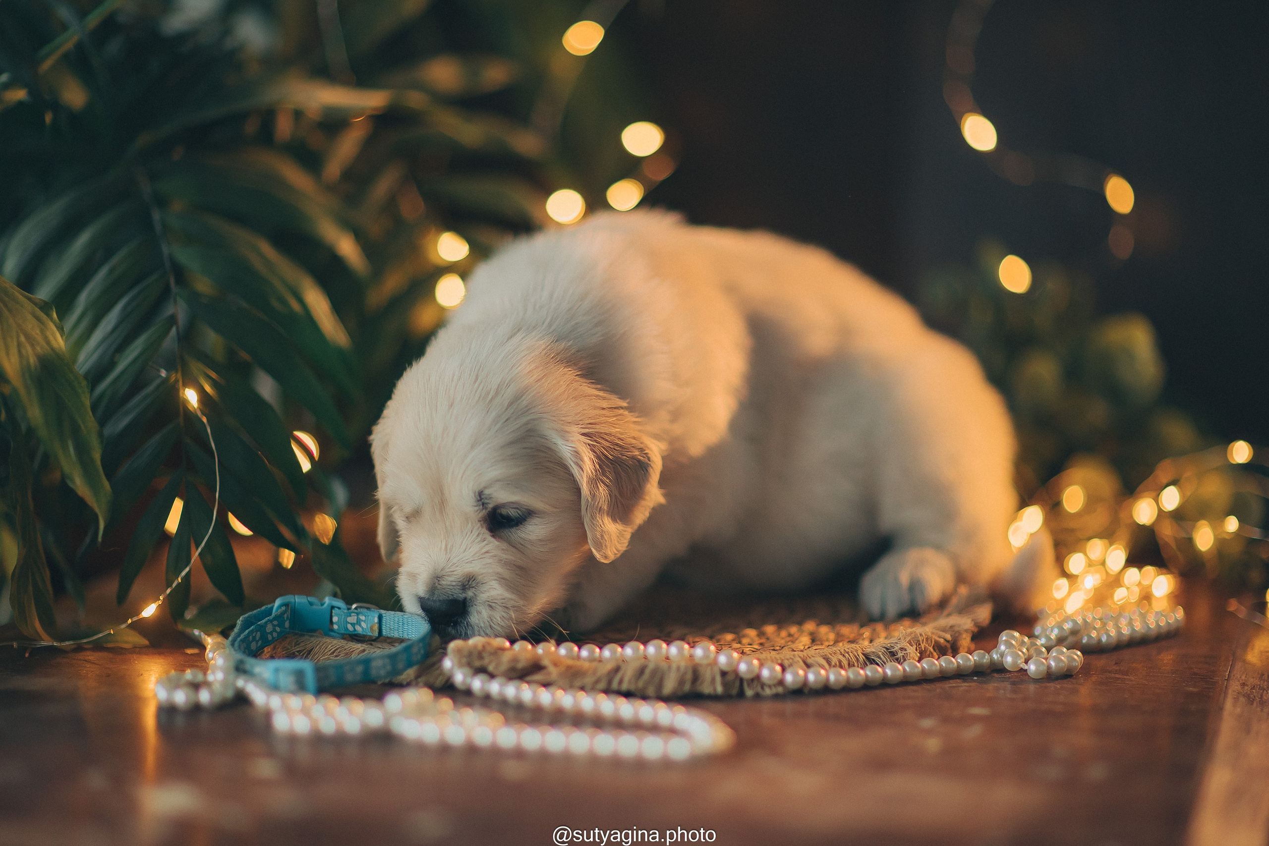 Голубой ошейник. Свадебный и женский фотограф