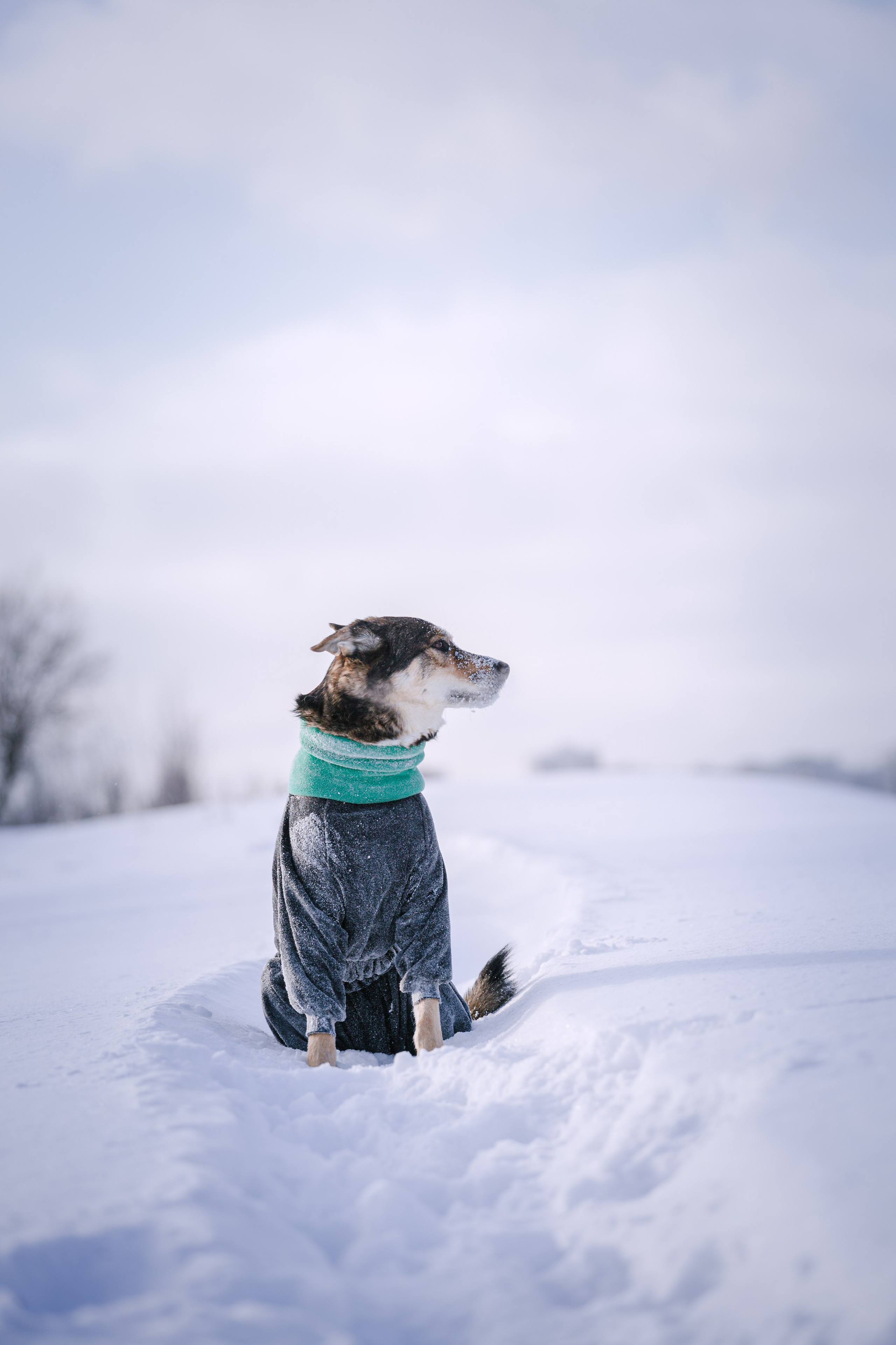 Зимняя экспресс съемка Дюка. Фотограф-анималист Татьяна Степанова