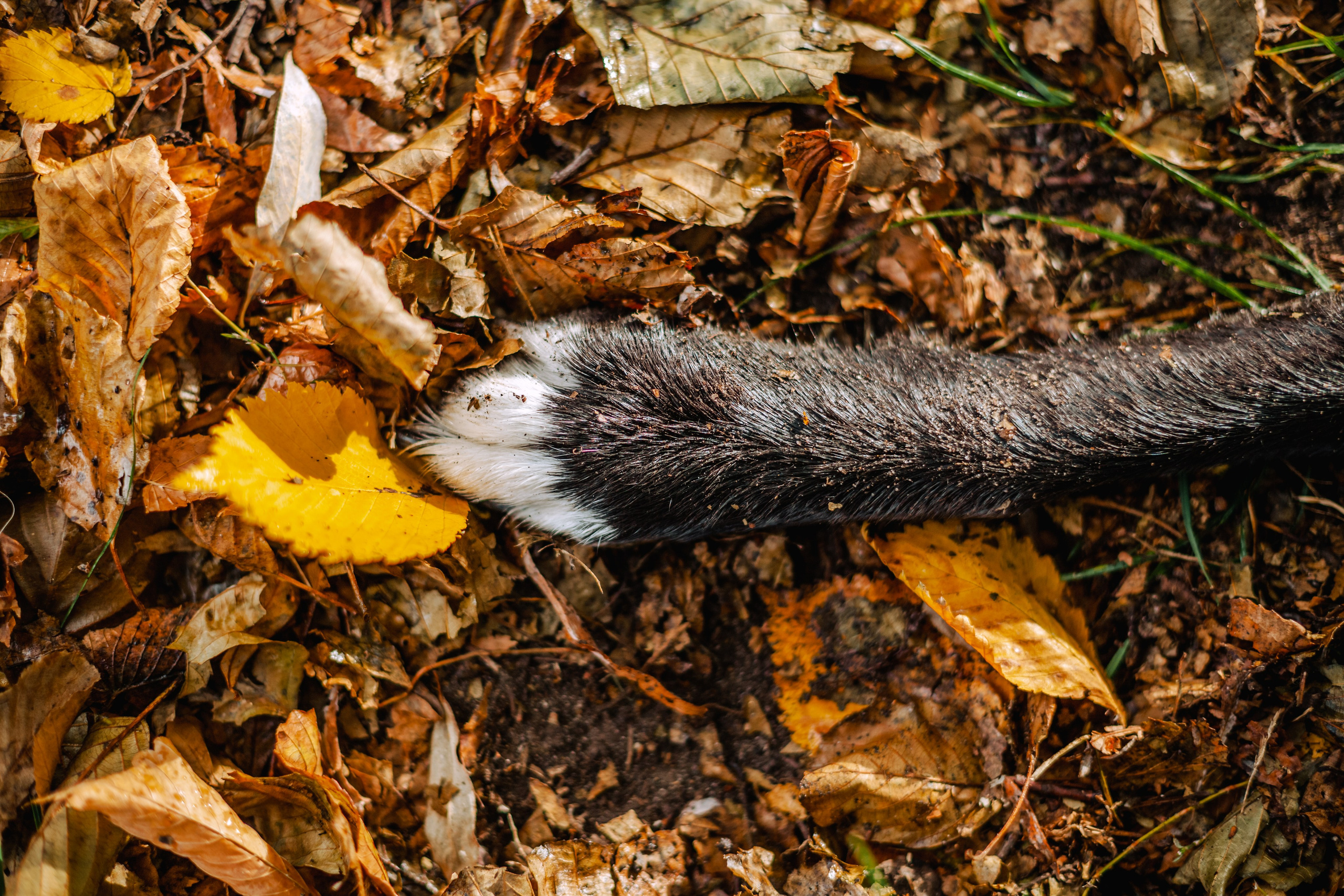 Юля и Фортуна. Фотограф-анималист Татьяна Степанова