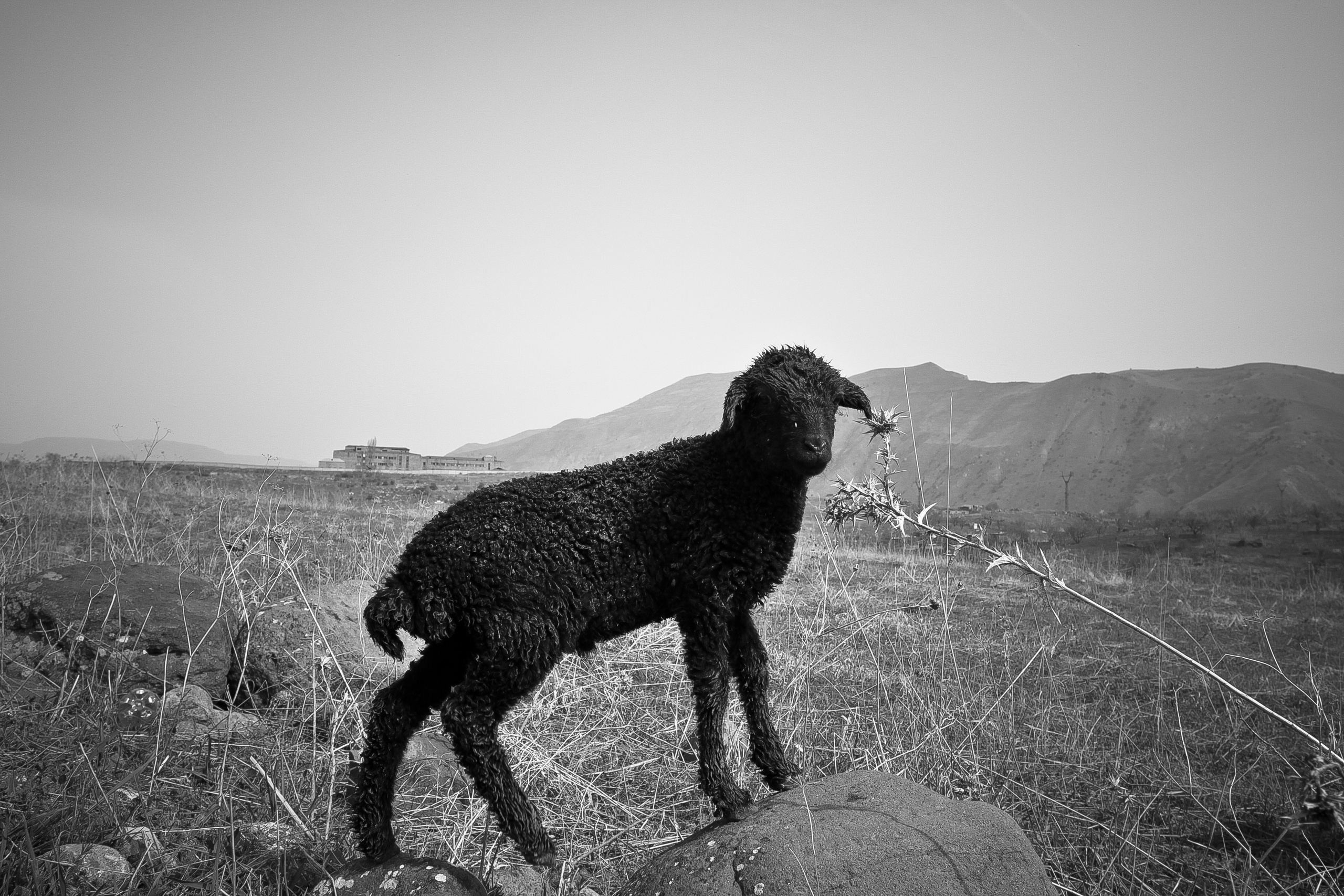 Армения. Двадцать лет спустя. Репортажный фотограф во Всеволожске и Санкт-Петербурге Владимир Капустин