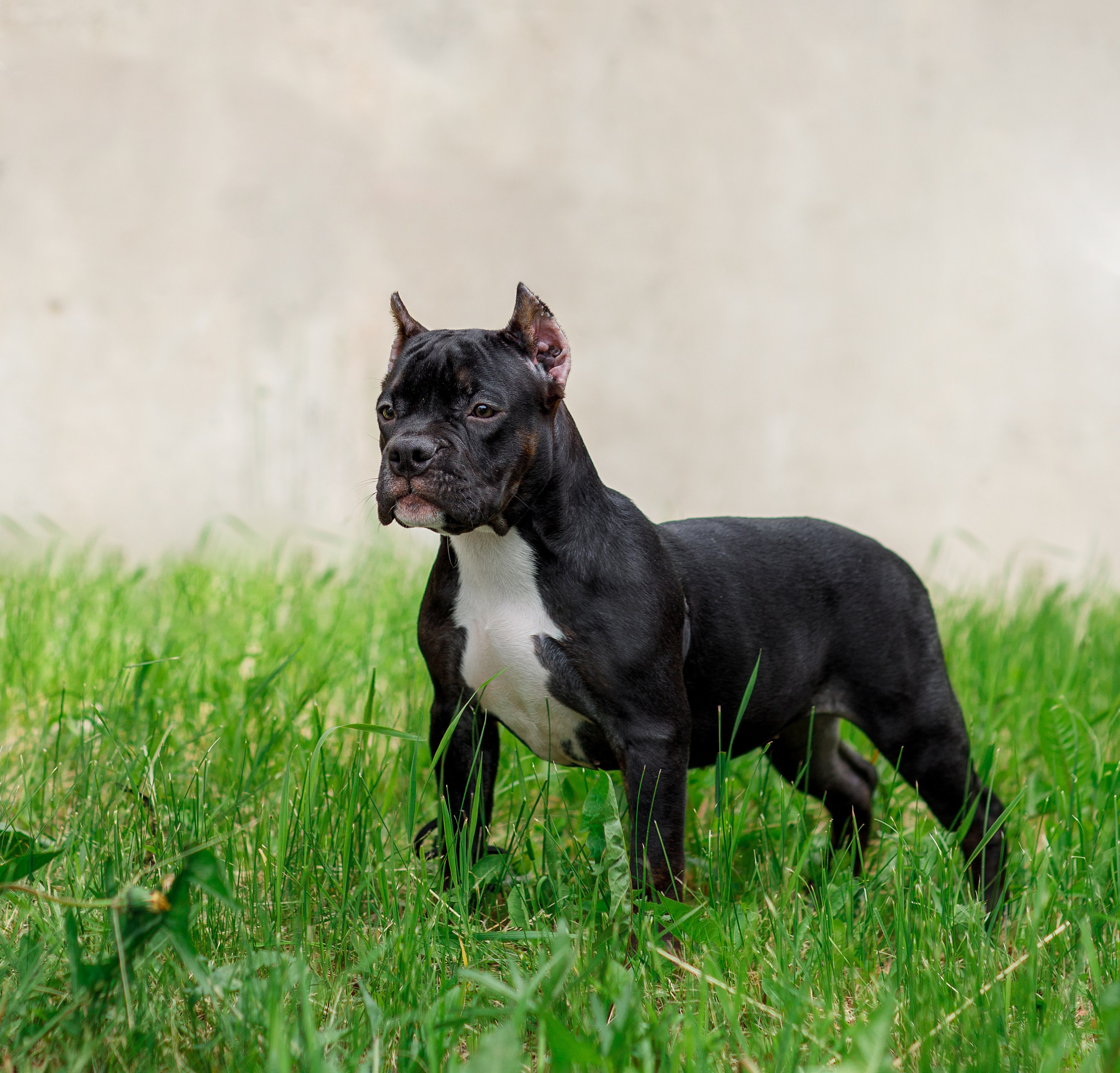 Фотосессия щенков. Фотограф для Вашей собаки