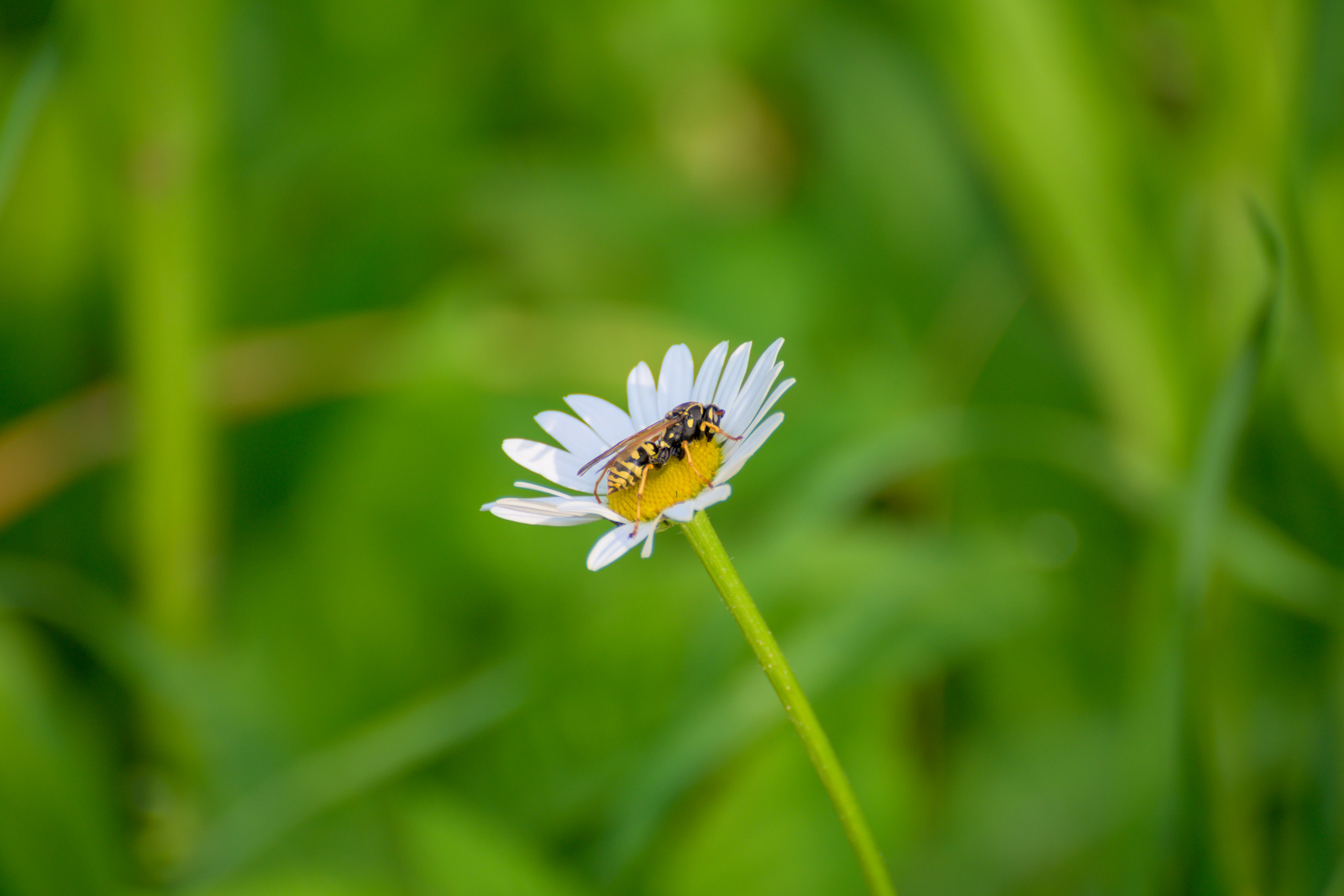 Nikon Z 50 + AF-S VR Zoom-Nikkor 70-300mm f4.5-5.6G IF-ED. Examples of RAW files