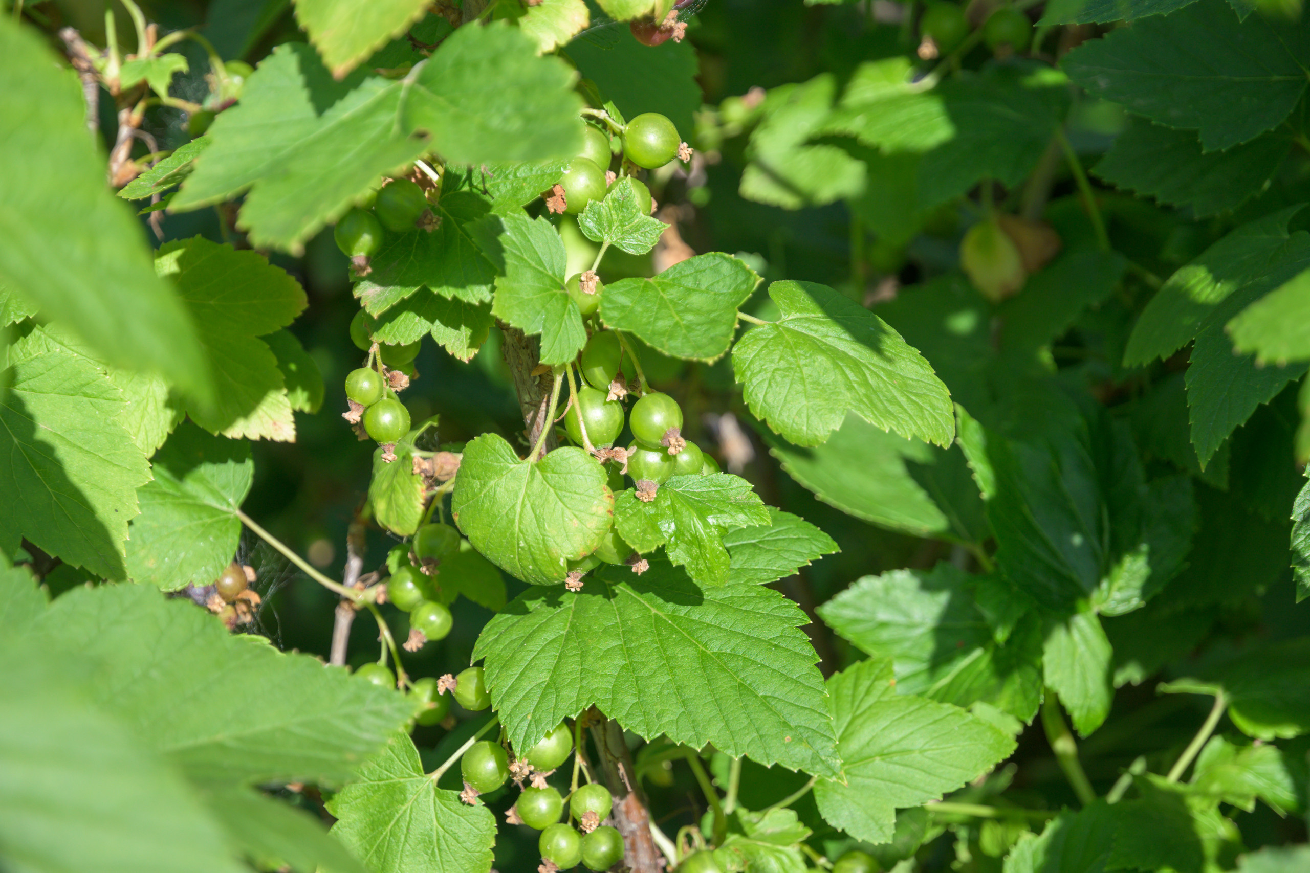 Nikon Z 50 + AF-S DX Nikkor 16-85mm f/3.5-5.6G ED VR. Примеры RAW файлов