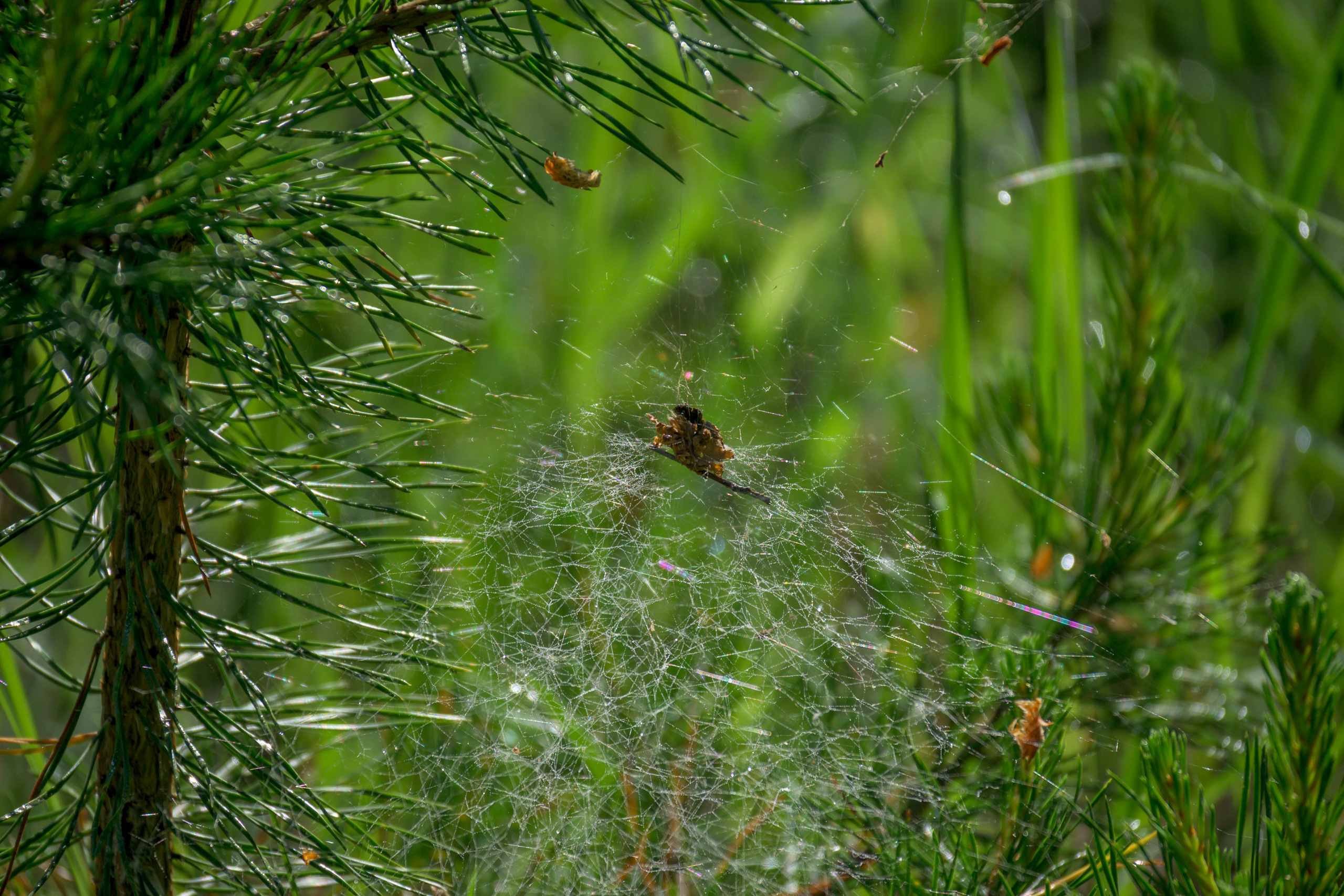 Nikon Z 50 + Nikkor Z DX 50-250mm f/4.5-6.3 VR. Примеры RAW файлов