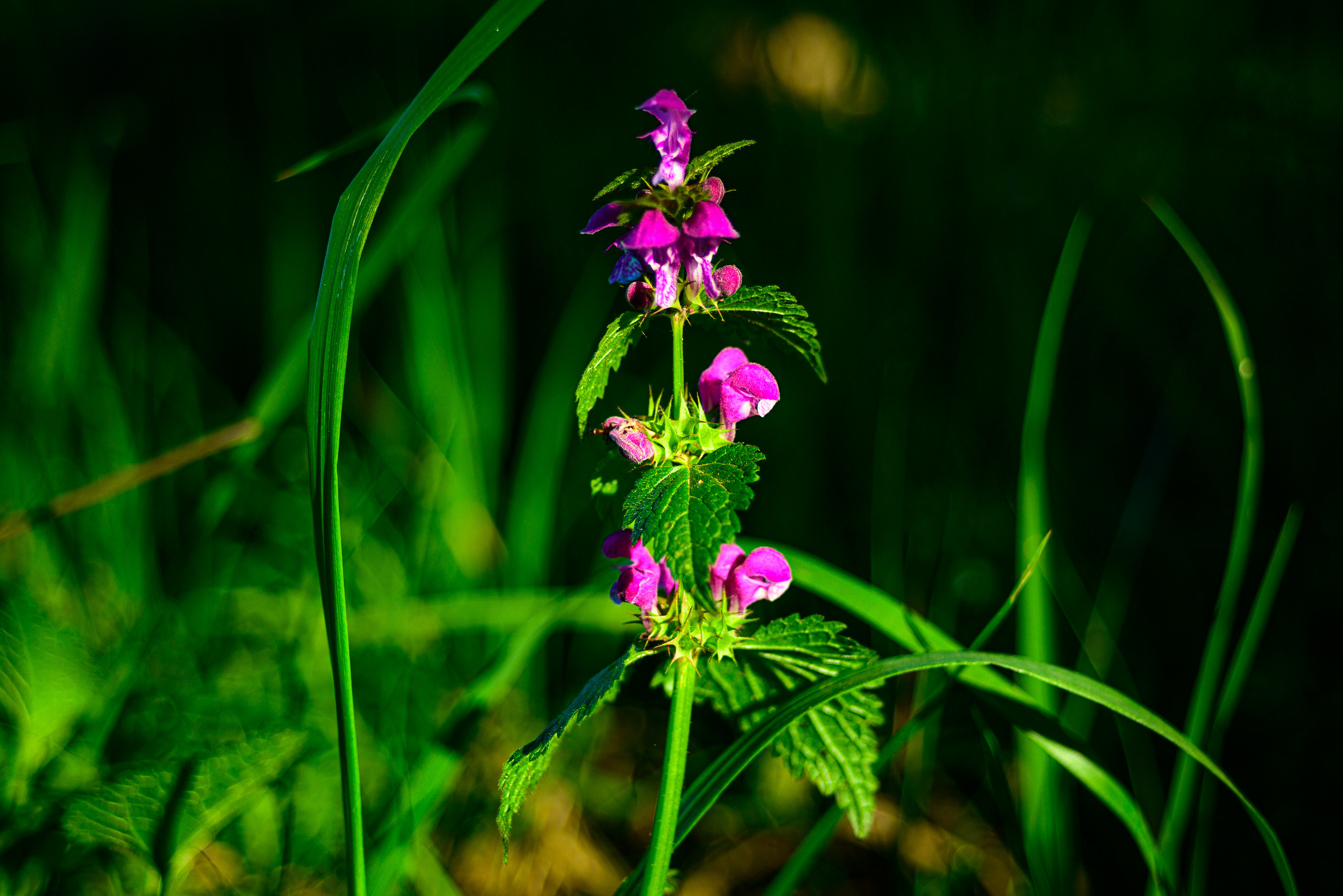 Nikon Z 5 + Tamron 35-70mm f/3.5 CF Macro (slider). Examples of RAW files