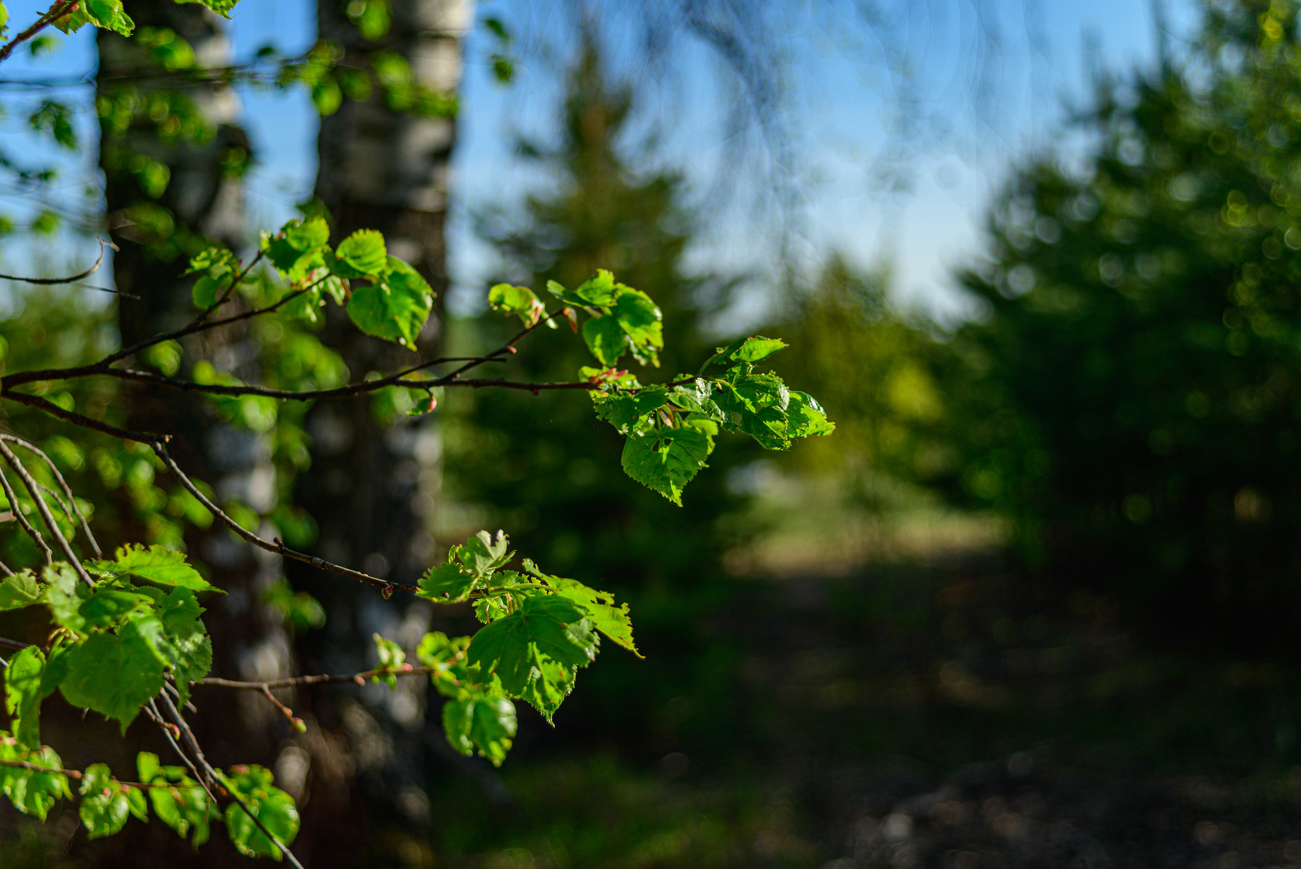 Nikon Z 5 + Tamron 35-70mm f/3.5 CF Macro (slider). Examples of RAW files