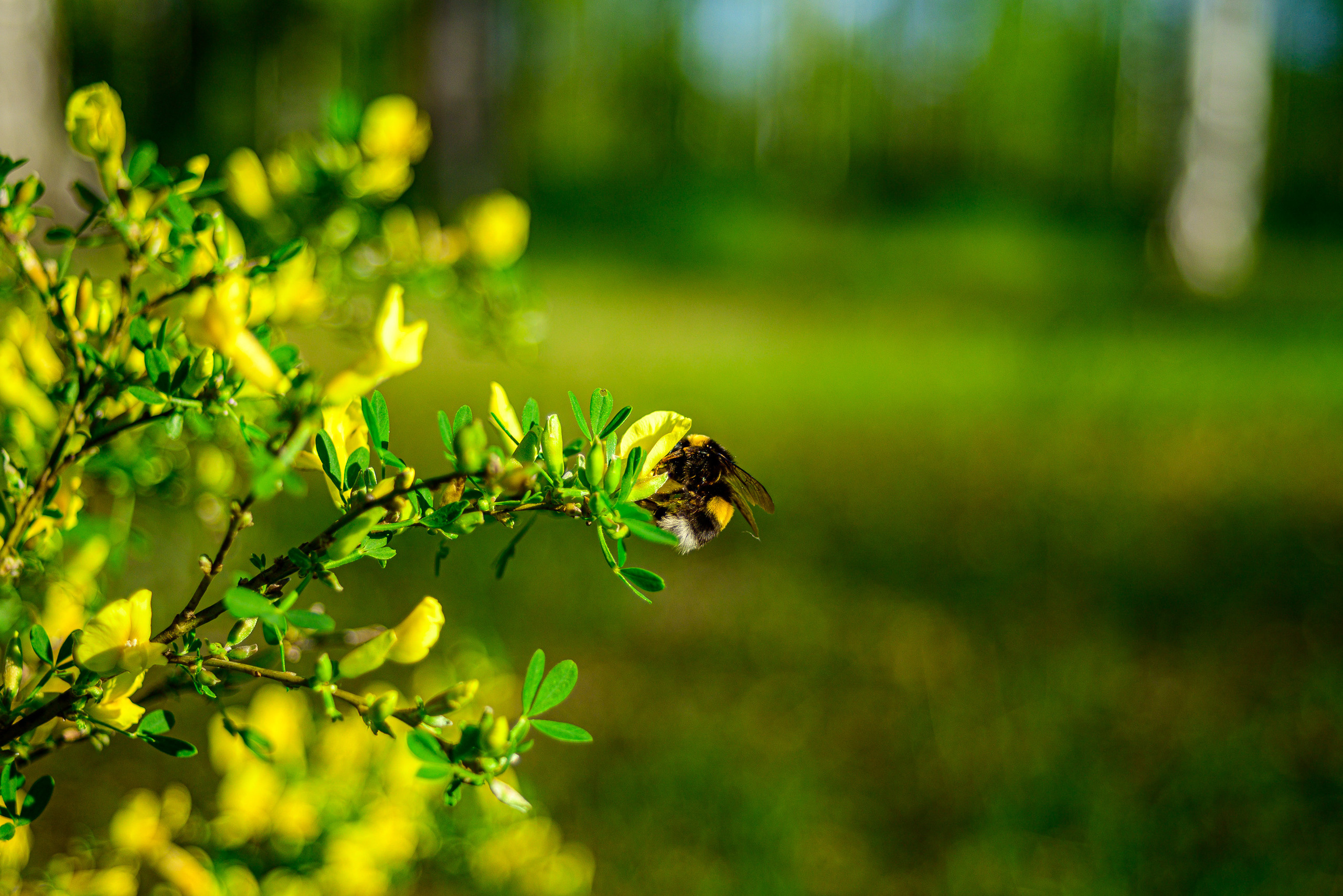 Nikon Z 5 + Tamron 35-70mm f/3.5 CF Macro (slider). Examples of RAW files