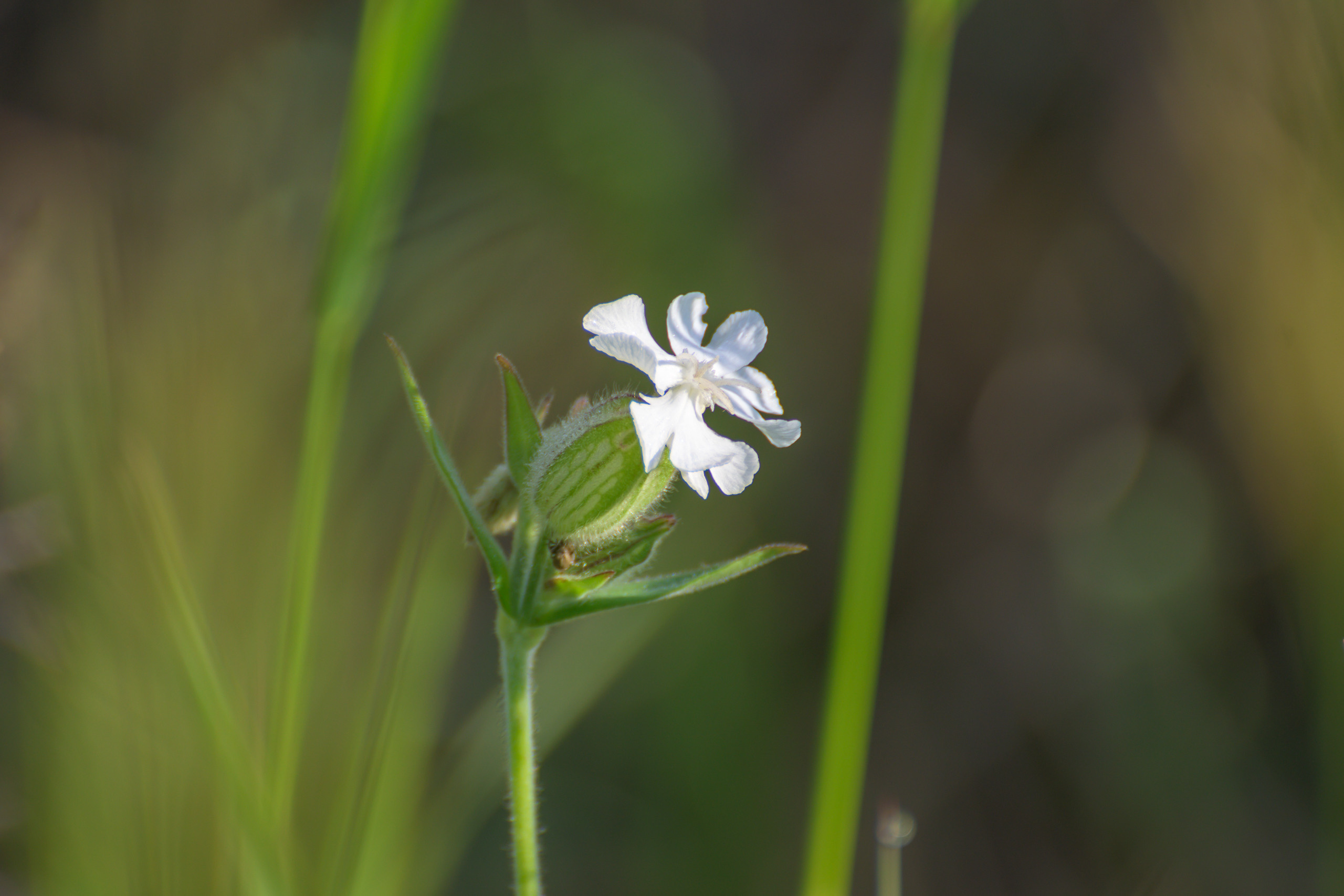 Nikon Z 50 + AF-S VR Zoom-Nikkor 70-300mm f4.5-5.6G IF-ED. Examples of RAW files