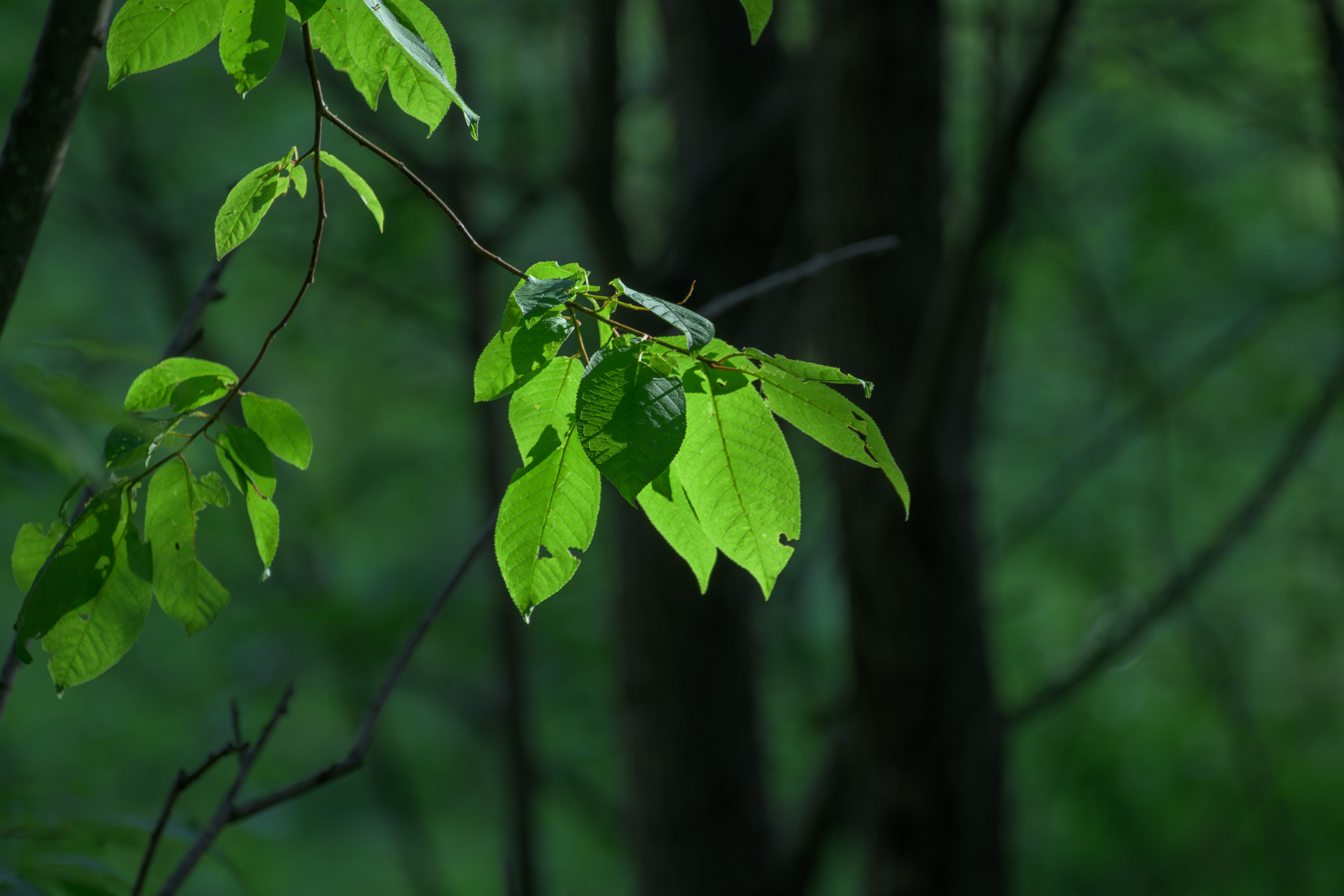 Nikon Z 50 + AF-S VR Zoom-Nikkor 70-300mm f4.5-5.6G IF-ED. Examples of RAW files