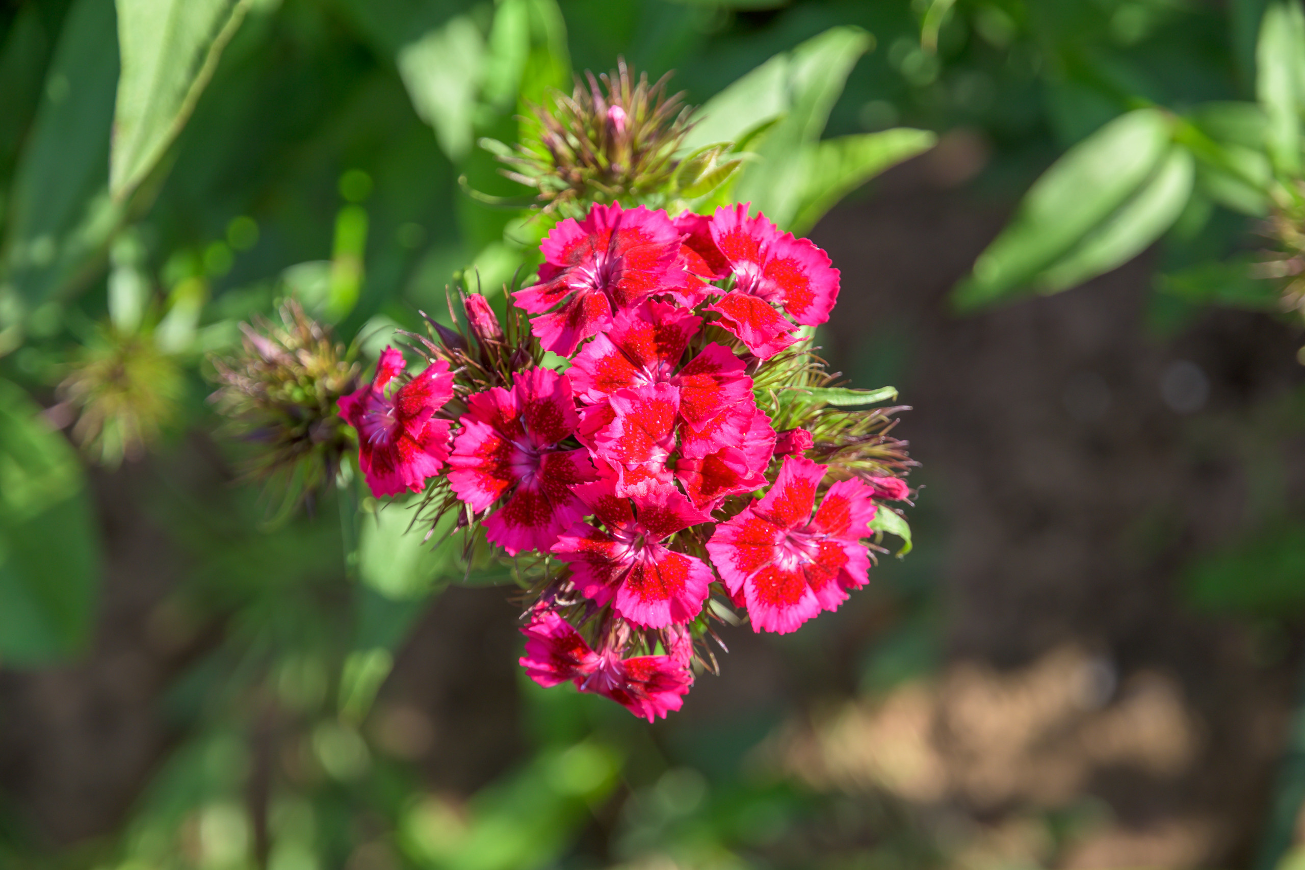 Nikon Z 50 + AF-S DX Nikkor 16-85mm f/3.5-5.6G ED VR. Примеры RAW файлов