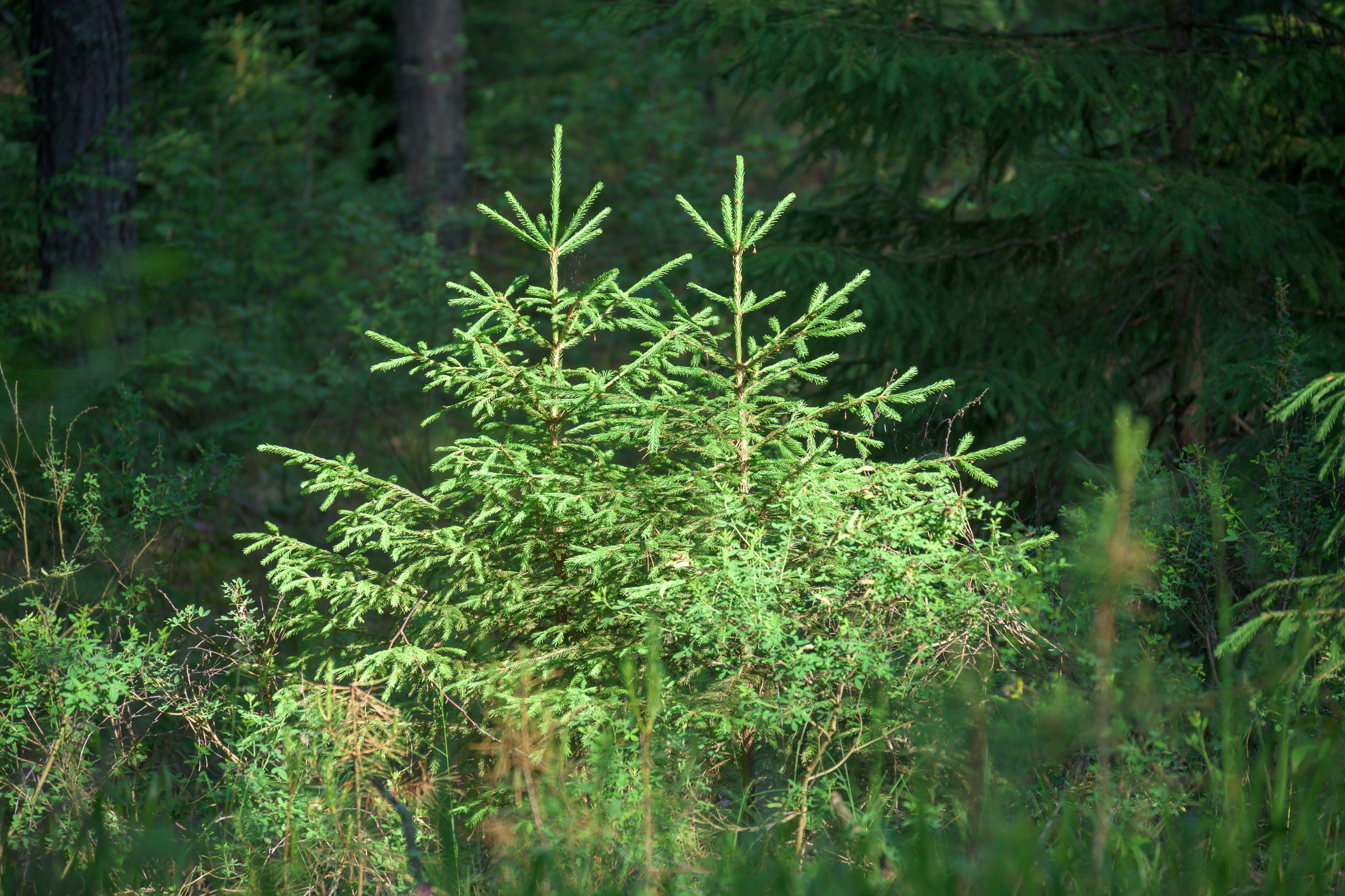 Nikon Z 50 + Nikkor Z DX 50-250mm f/4.5-6.3 VR. Примеры RAW файлов