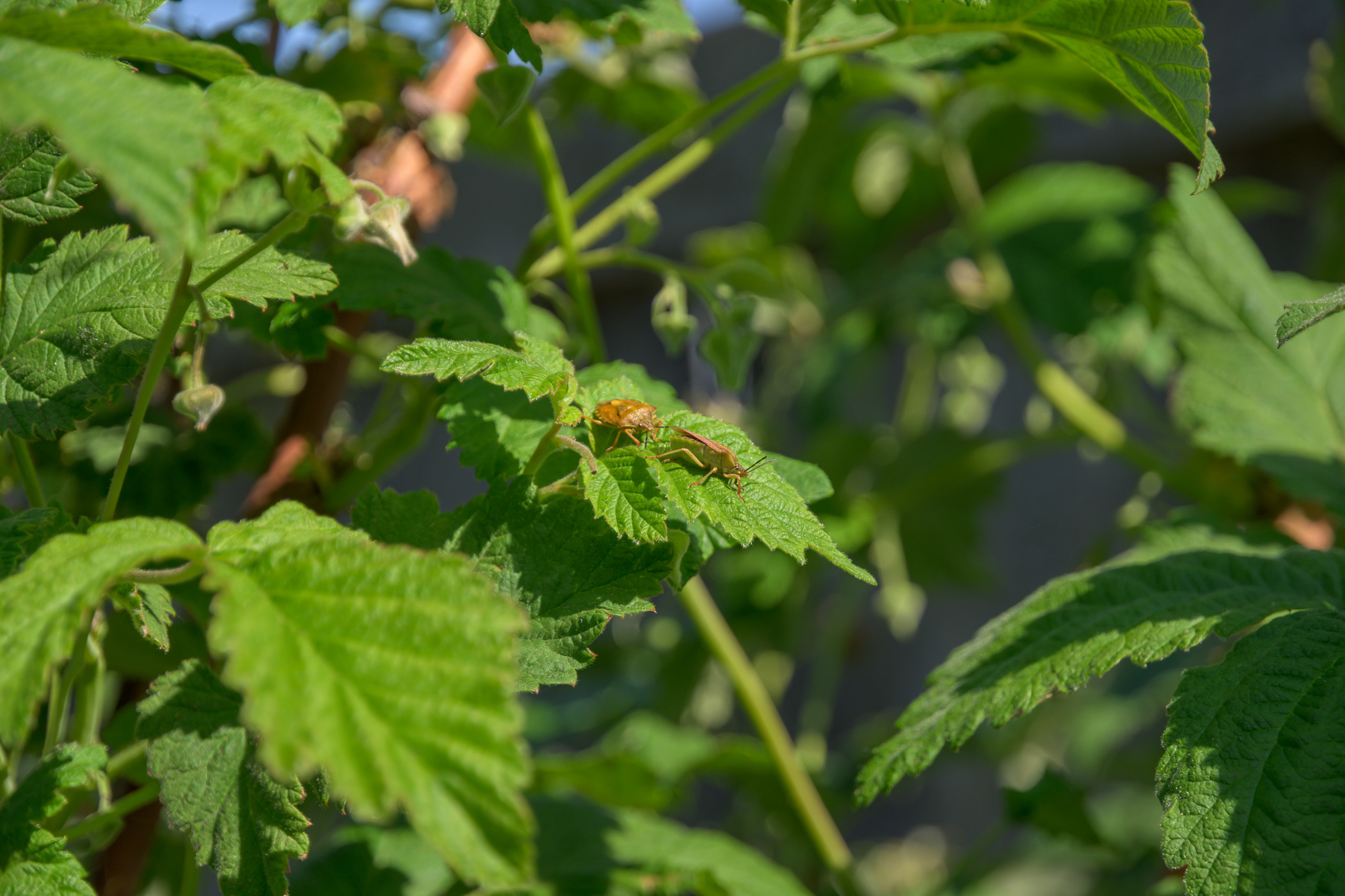 Nikon Z 50 + AF-S DX Nikkor 16-85mm f/3.5-5.6G ED VR. Примеры RAW файлов