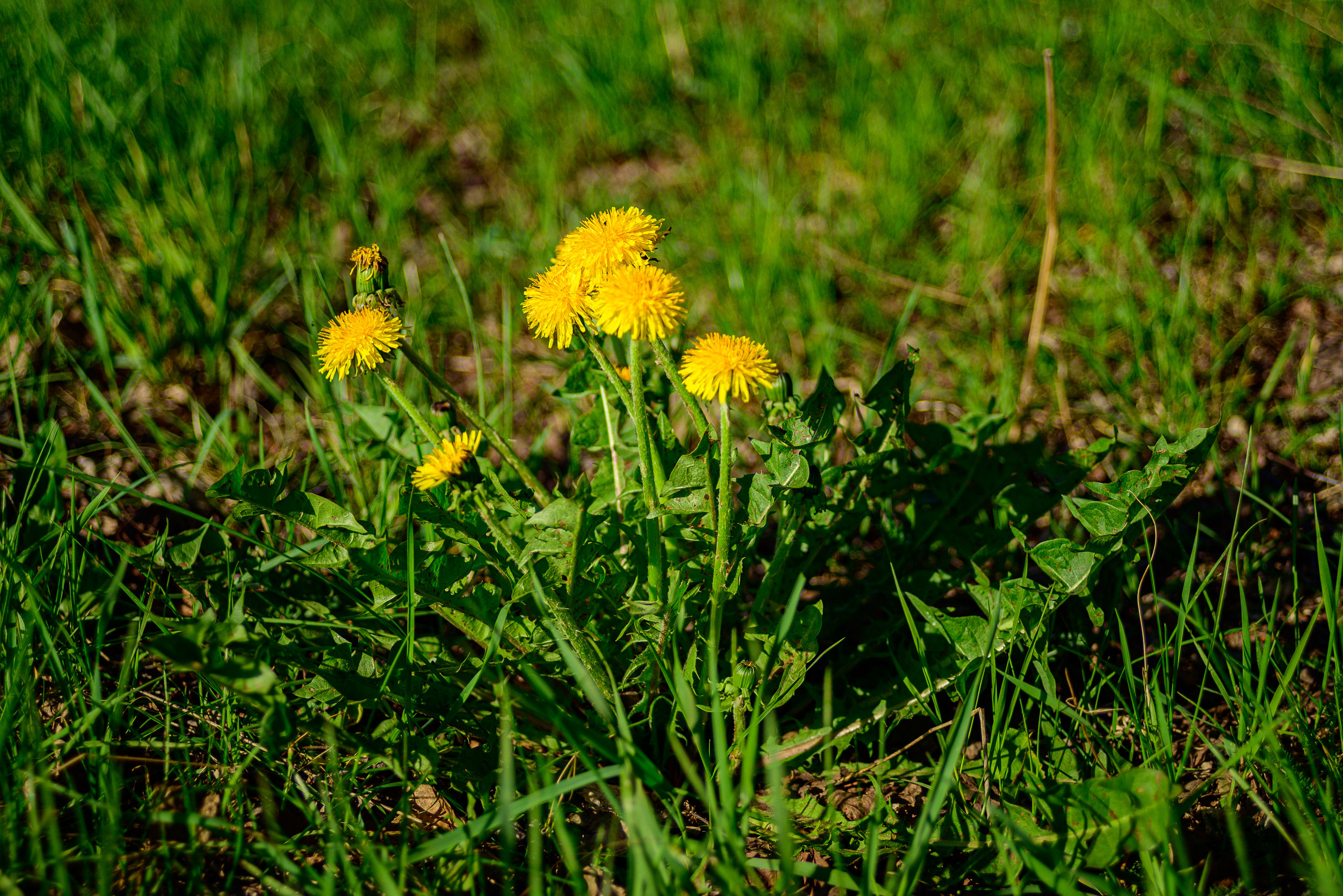 Nikon Z 5 + Tamron 35-70mm f/3.5 CF Macro (slider). Examples of RAW files