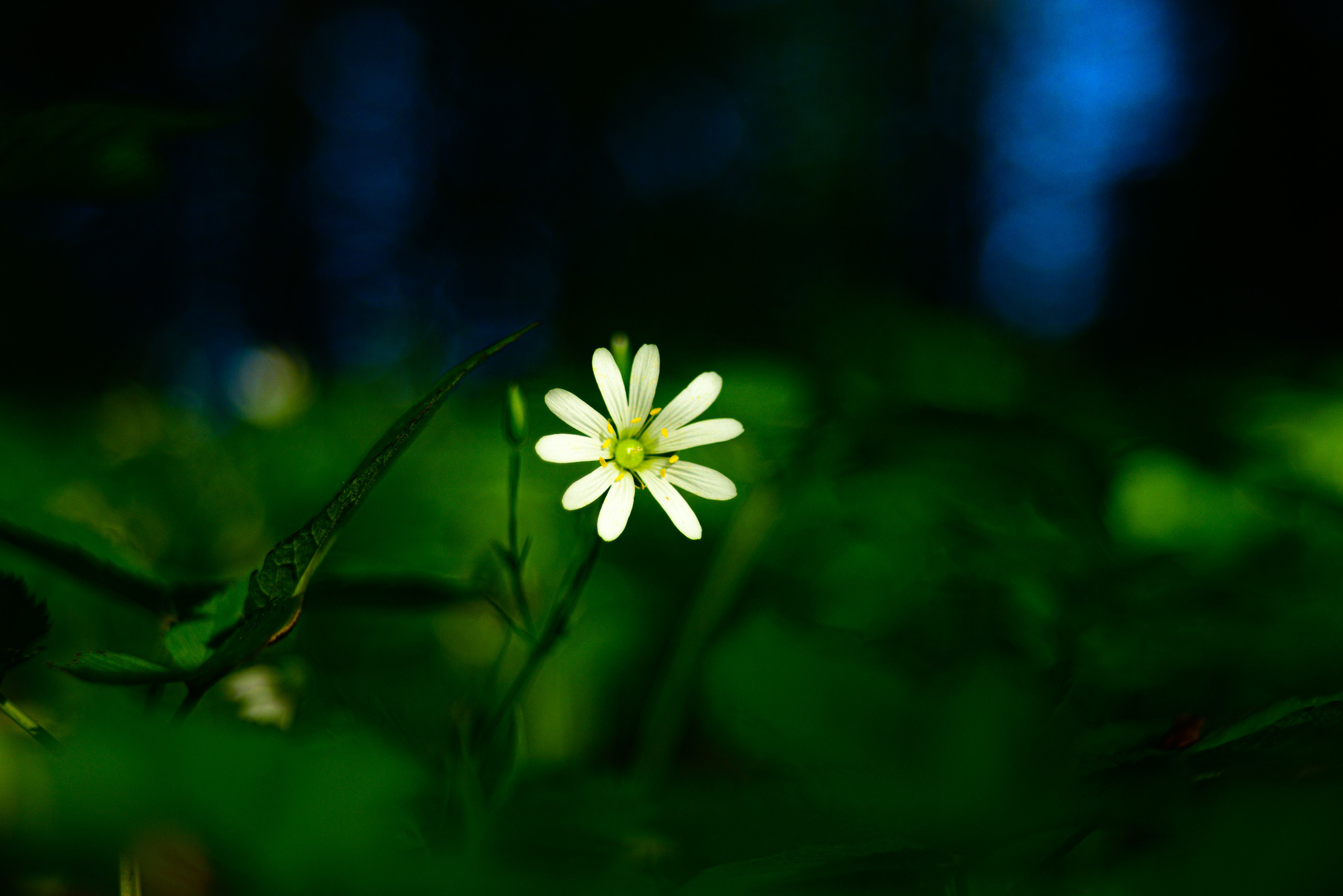 Nikon Z 5 + Tamron 35-70mm f/3.5 CF Macro (slider). Examples of RAW files