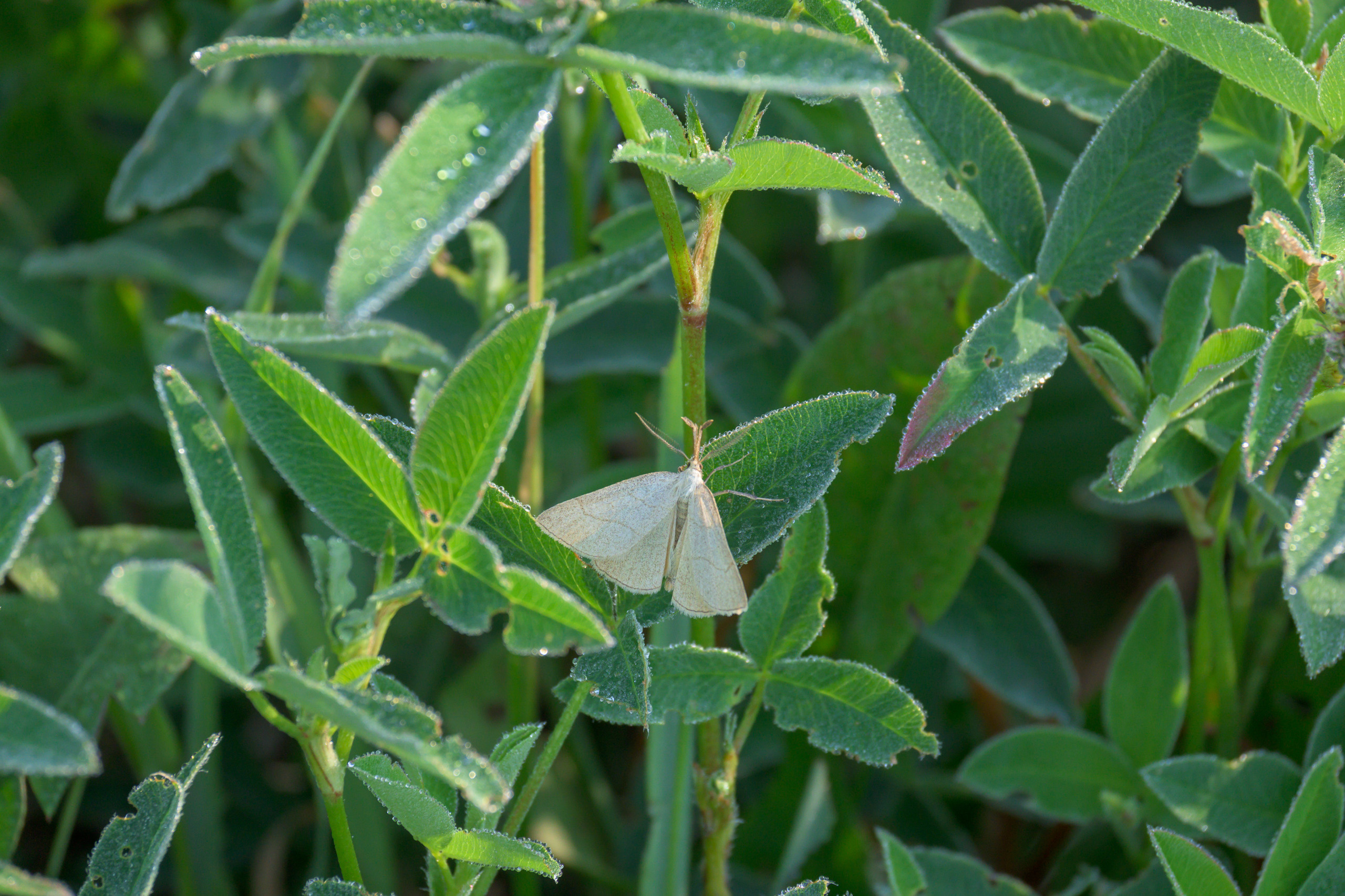 Nikon Z 50 + Nikkor Z DX 50-250mm f/4.5-6.3 VR. Примеры RAW файлов