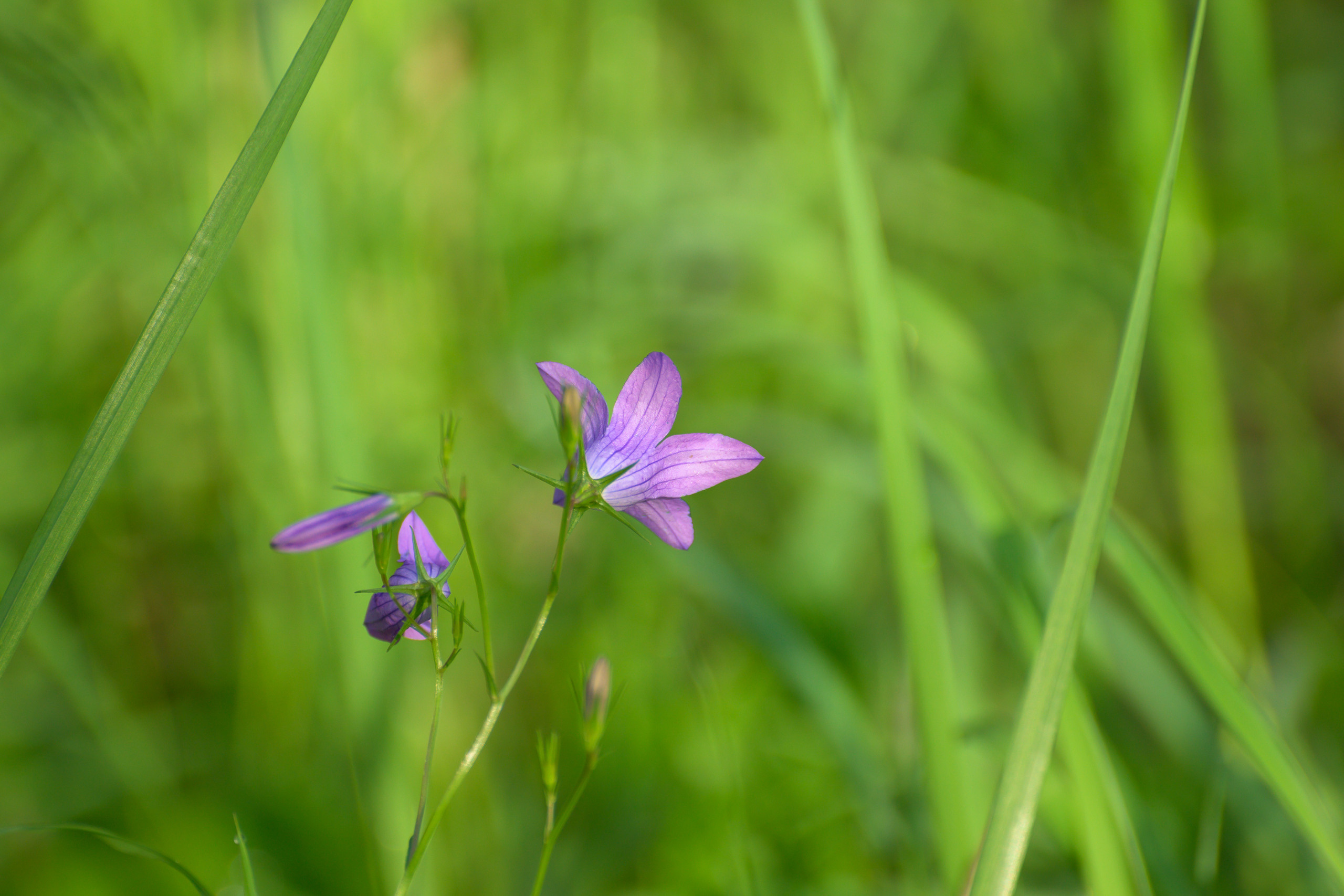 Nikon Z 50 + AF-S VR Zoom-Nikkor 70-300mm f4.5-5.6G IF-ED. Examples of RAW files