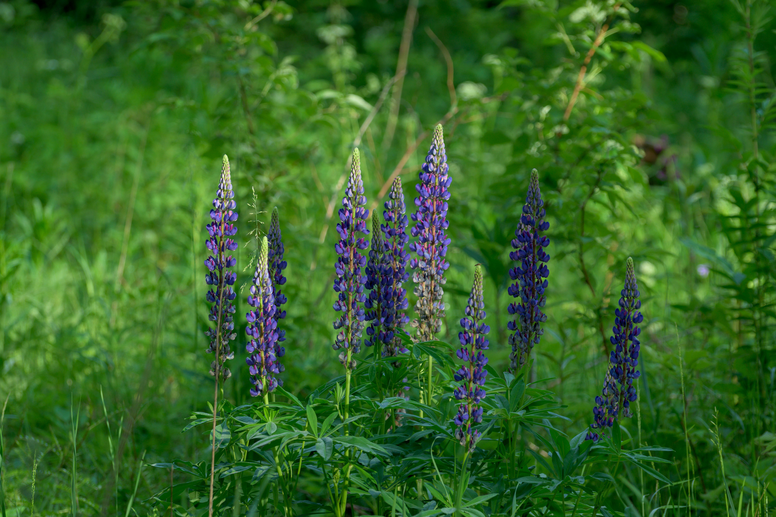 Nikon Z 50 + AF-S VR Zoom-Nikkor 70-300mm f4.5-5.6G IF-ED. Examples of RAW files