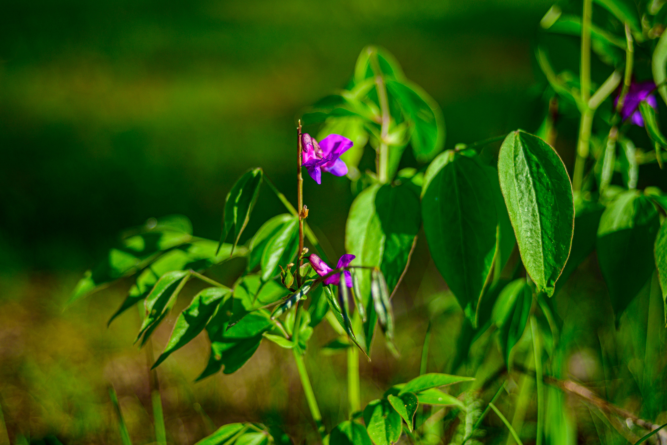 Nikon Z 5 + Tamron 35-70mm f/3.5 CF Macro (slider). Examples of RAW files