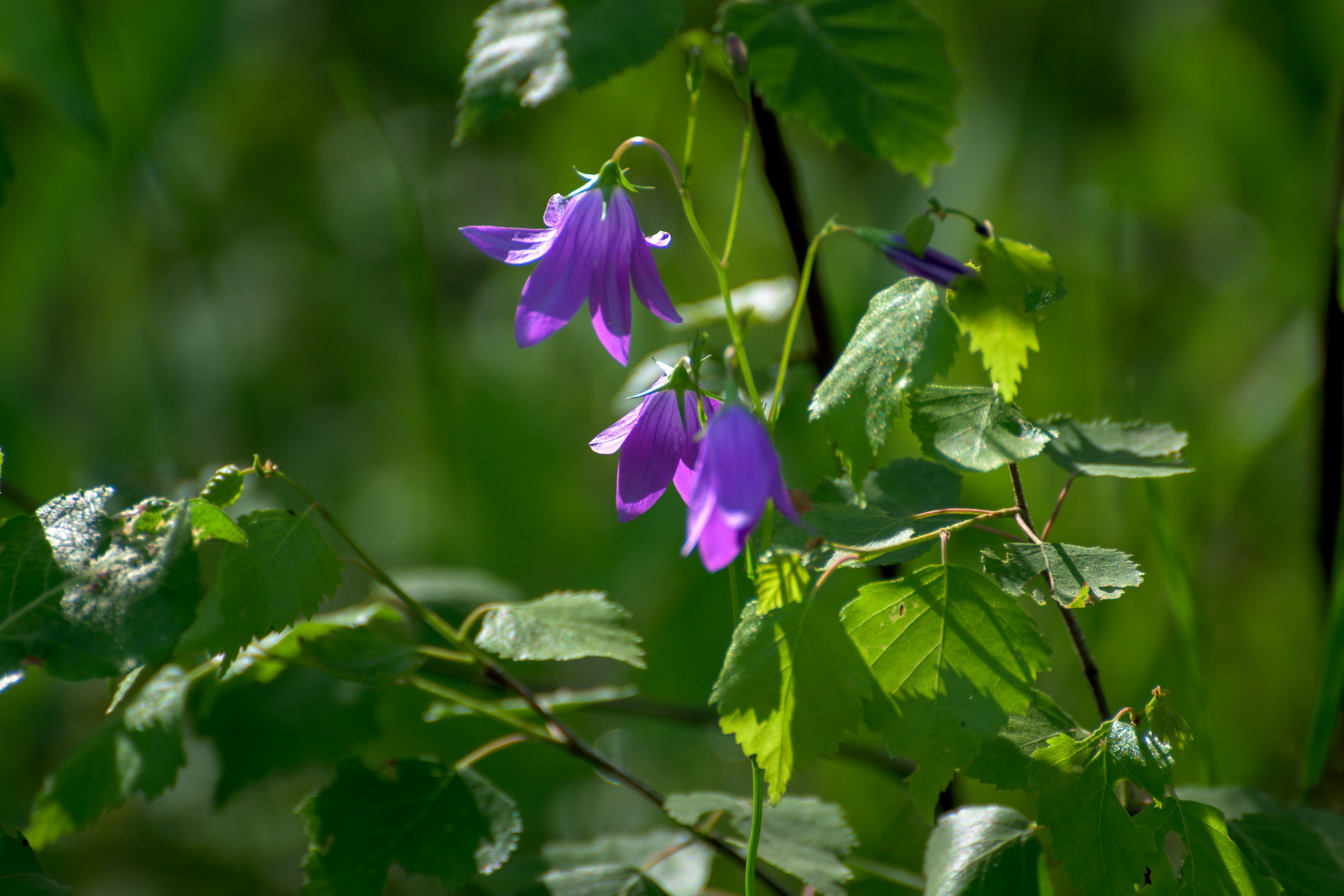 Nikon Z 50 + AF-S VR Zoom-Nikkor 70-300mm f4.5-5.6G IF-ED. Examples of RAW files