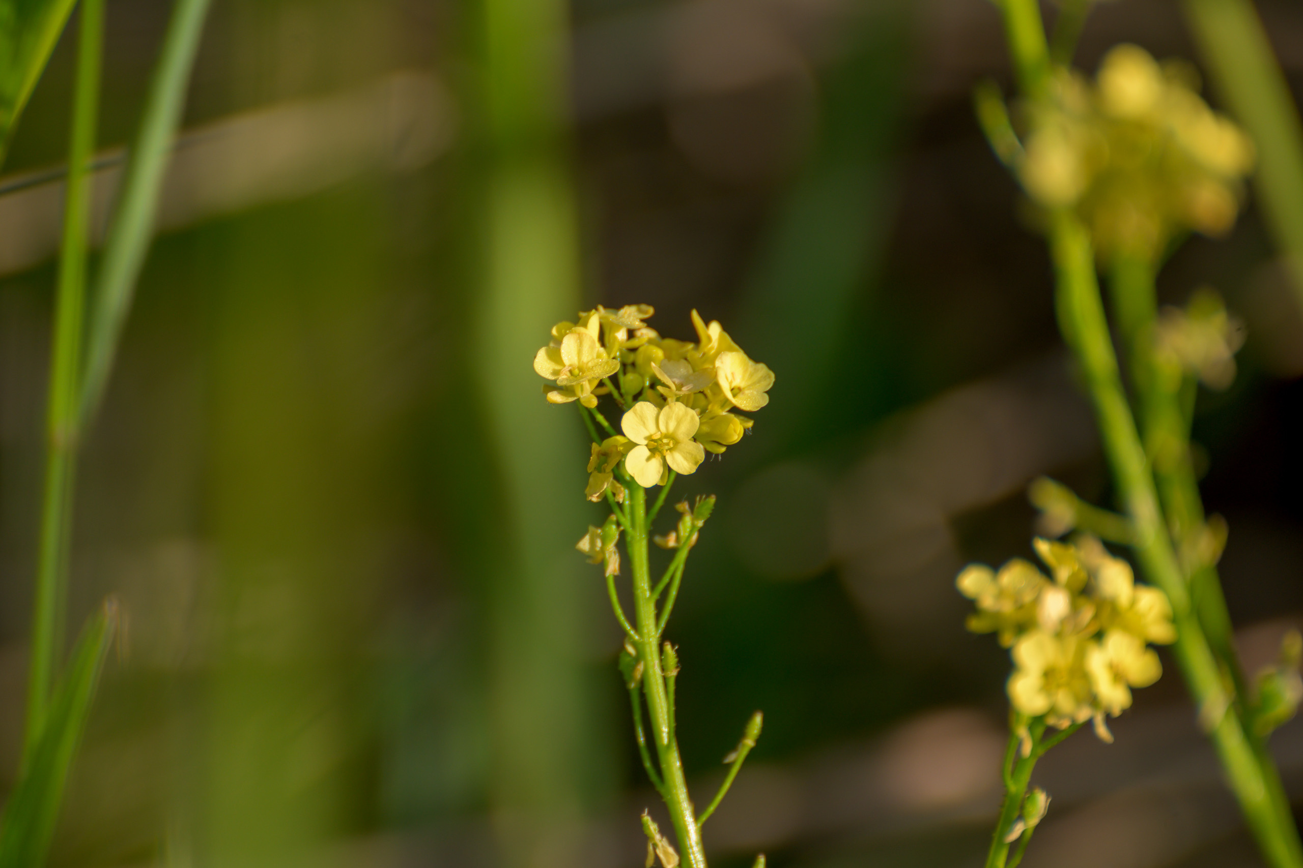 Nikon Z 50 + AF-S VR Zoom-Nikkor 70-300mm f4.5-5.6G IF-ED. Examples of RAW files