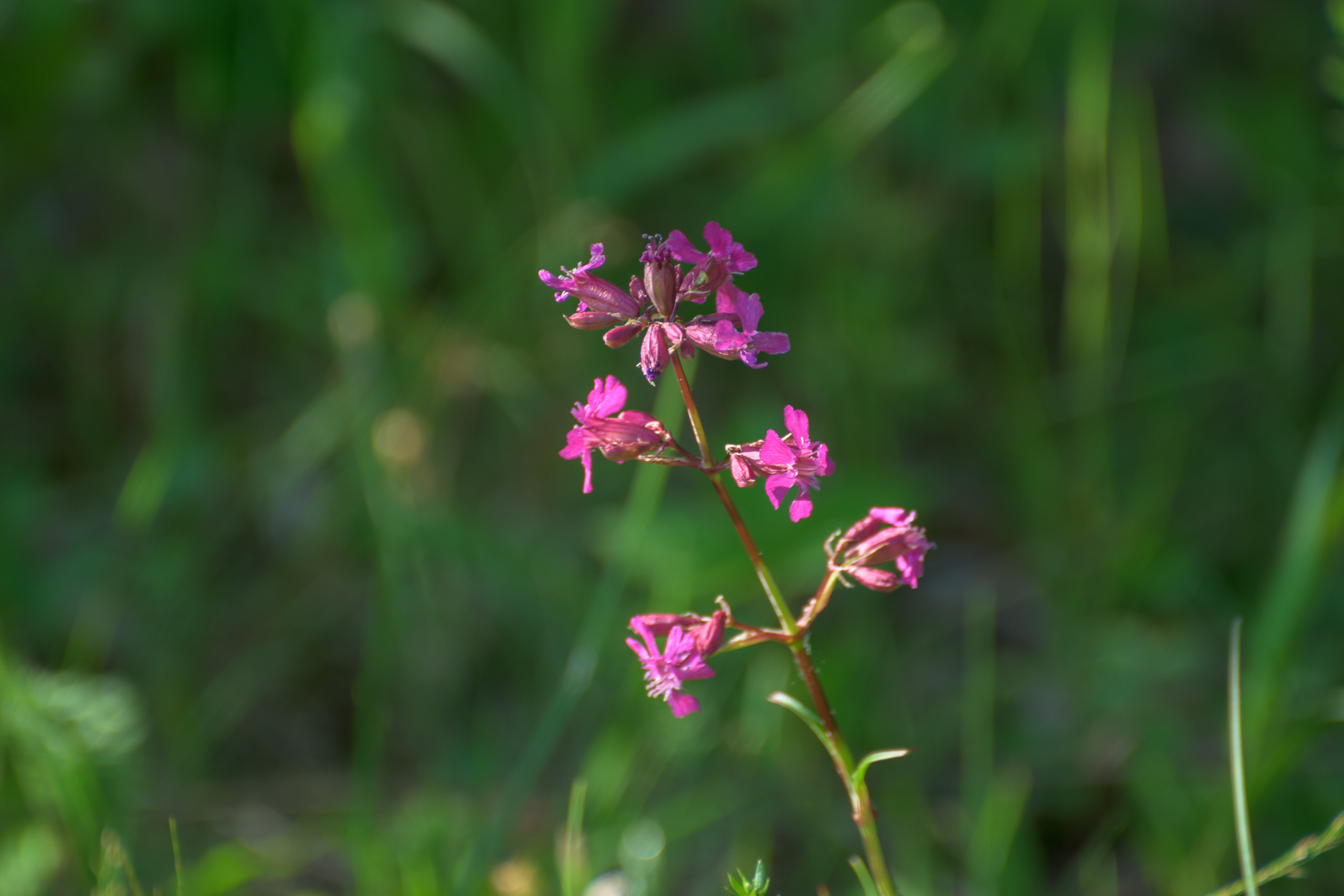 Nikon Z 50 + AF-S VR Zoom-Nikkor 70-300mm f4.5-5.6G IF-ED. Examples of RAW files