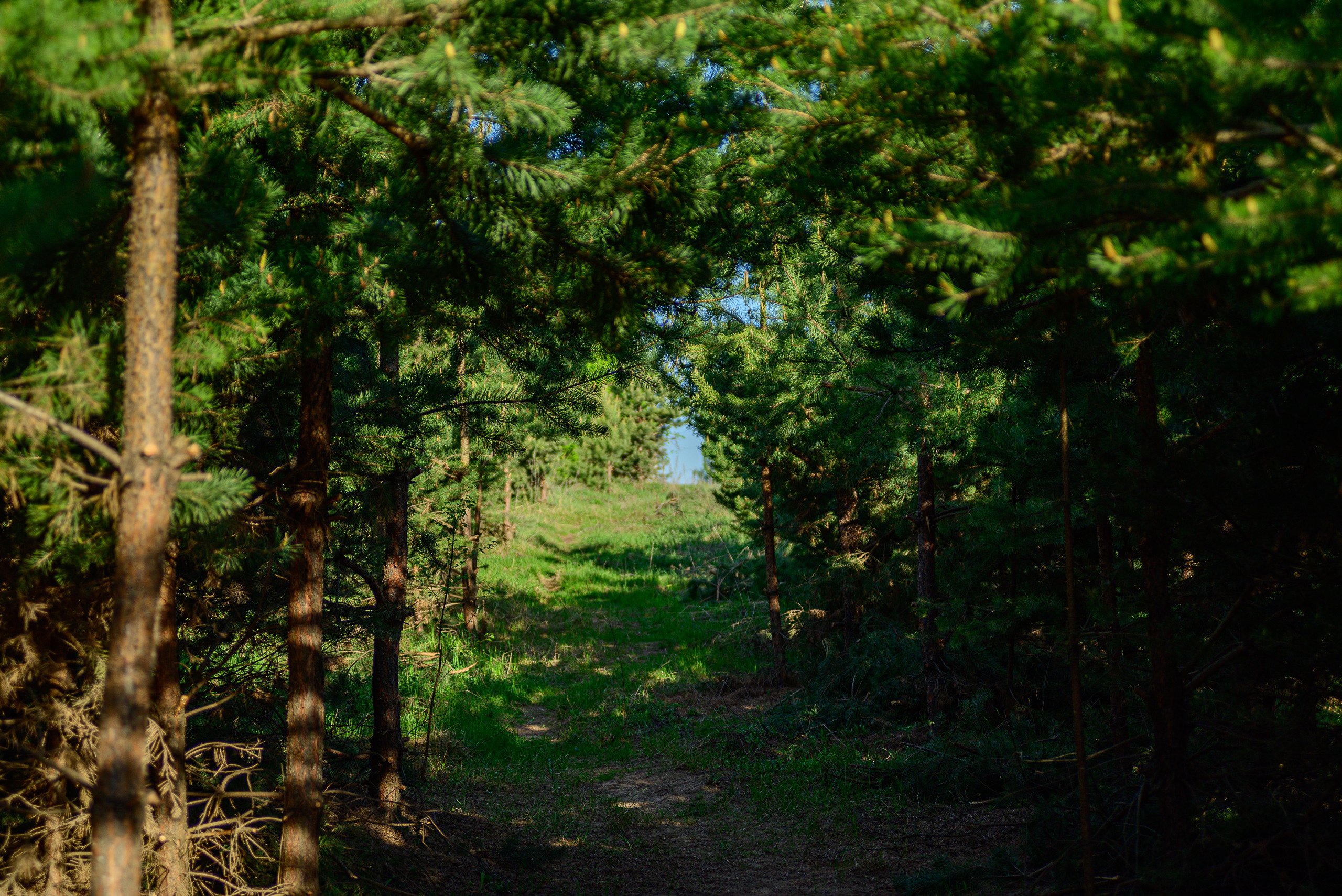 Nikon Z 5 + Tamron 35-70mm f/3.5 CF Macro (slider). Examples of RAW files