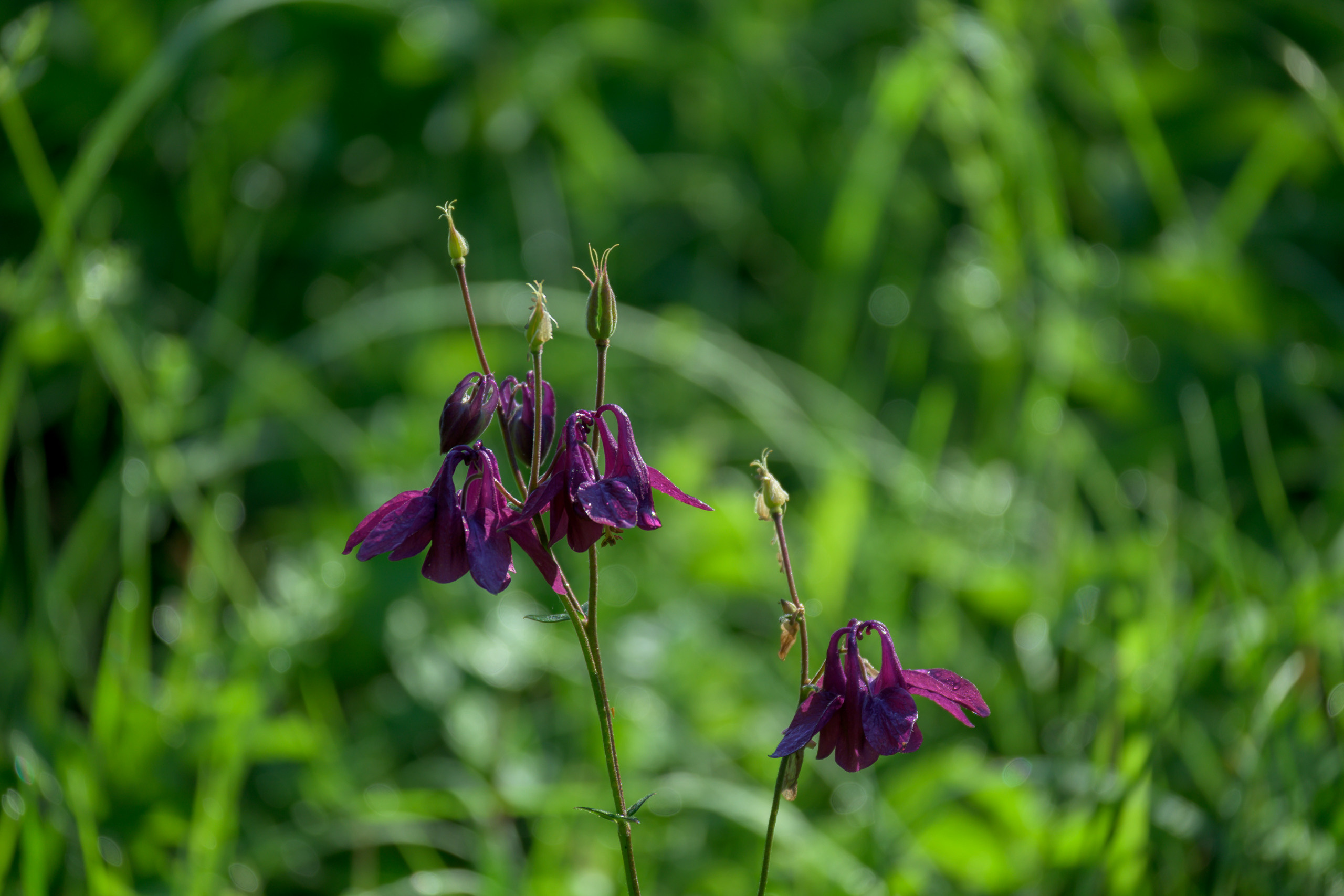 Nikon Z 50 + Nikkor Z DX 50-250mm f/4.5-6.3 VR. Примеры RAW файлов