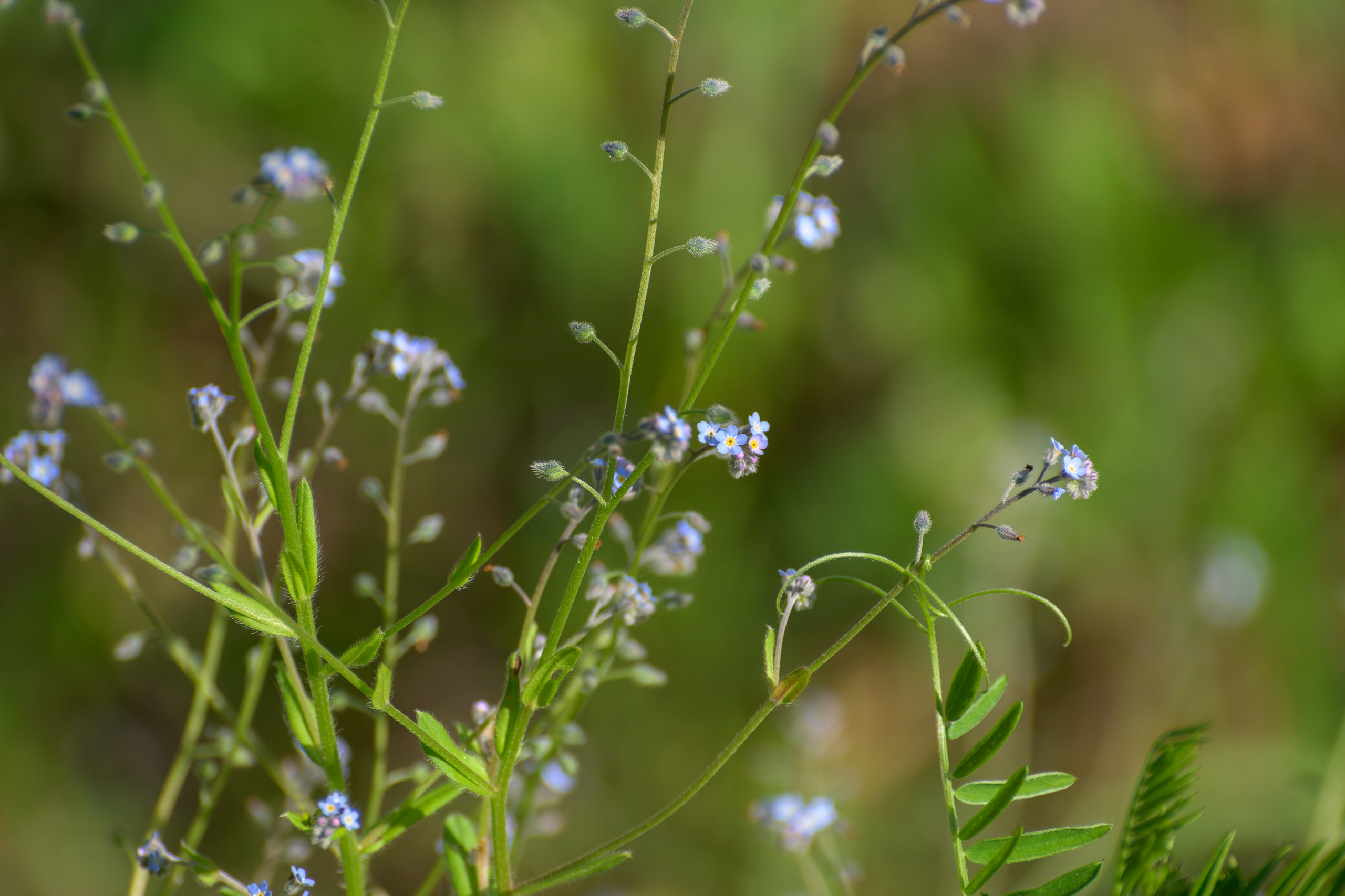 Nikon Z 50 + AF-S VR Zoom-Nikkor 70-300mm f4.5-5.6G IF-ED. Examples of RAW files