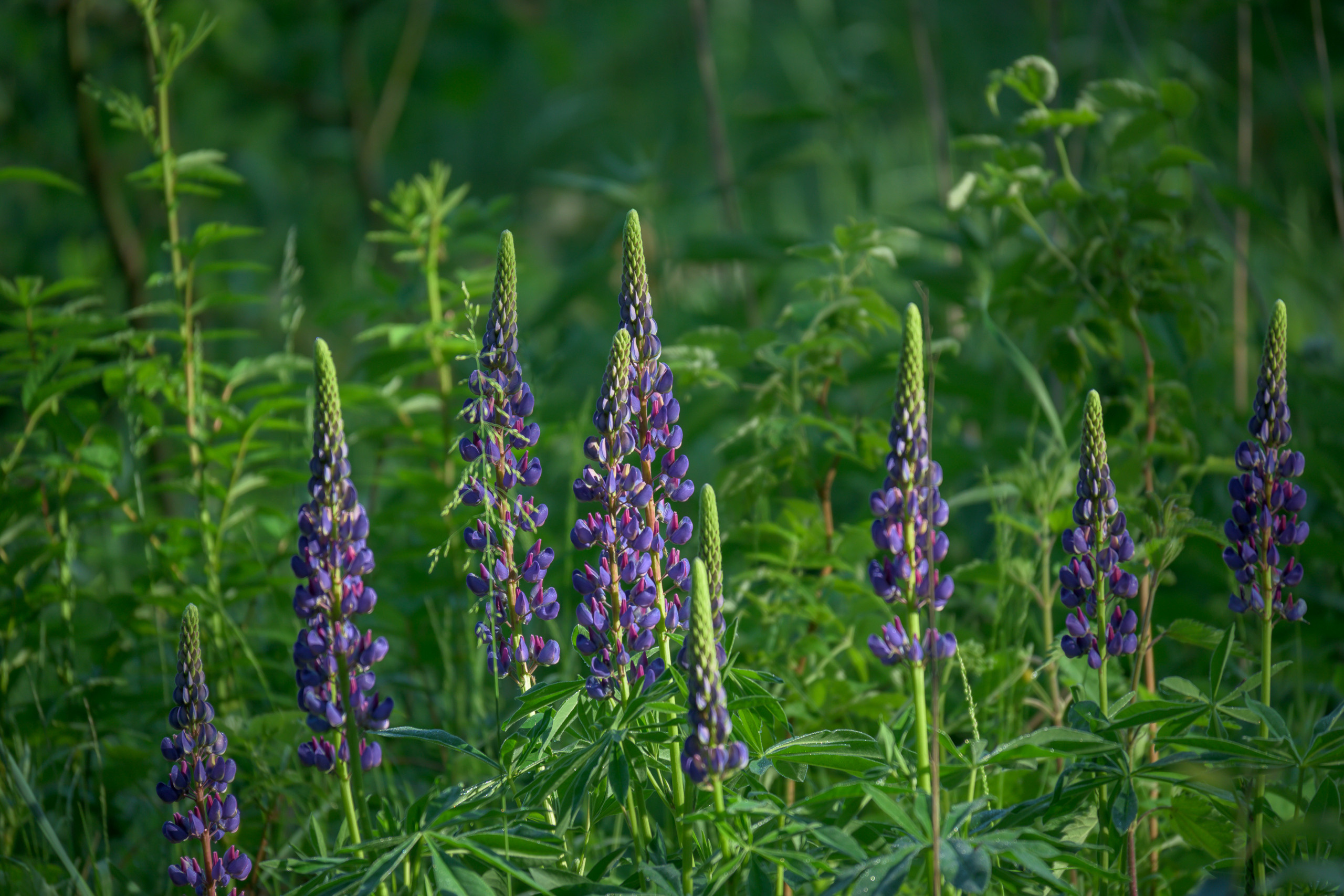 Nikon Z 50 + Nikkor Z DX 50-250mm f/4.5-6.3 VR. Примеры RAW файлов